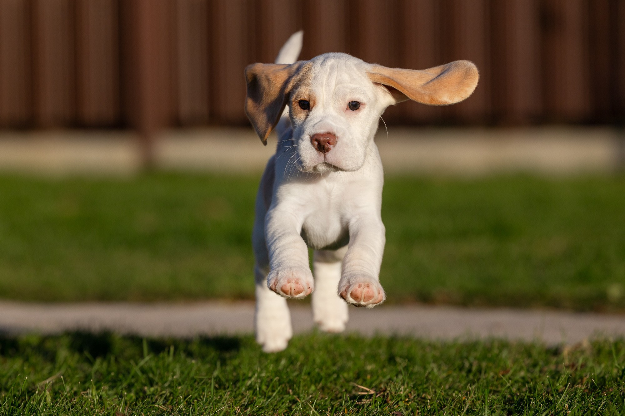 Фотосъёмки щенков. Фотограф-анималист Natalia Deingel | Фотосъемка собак в Москве