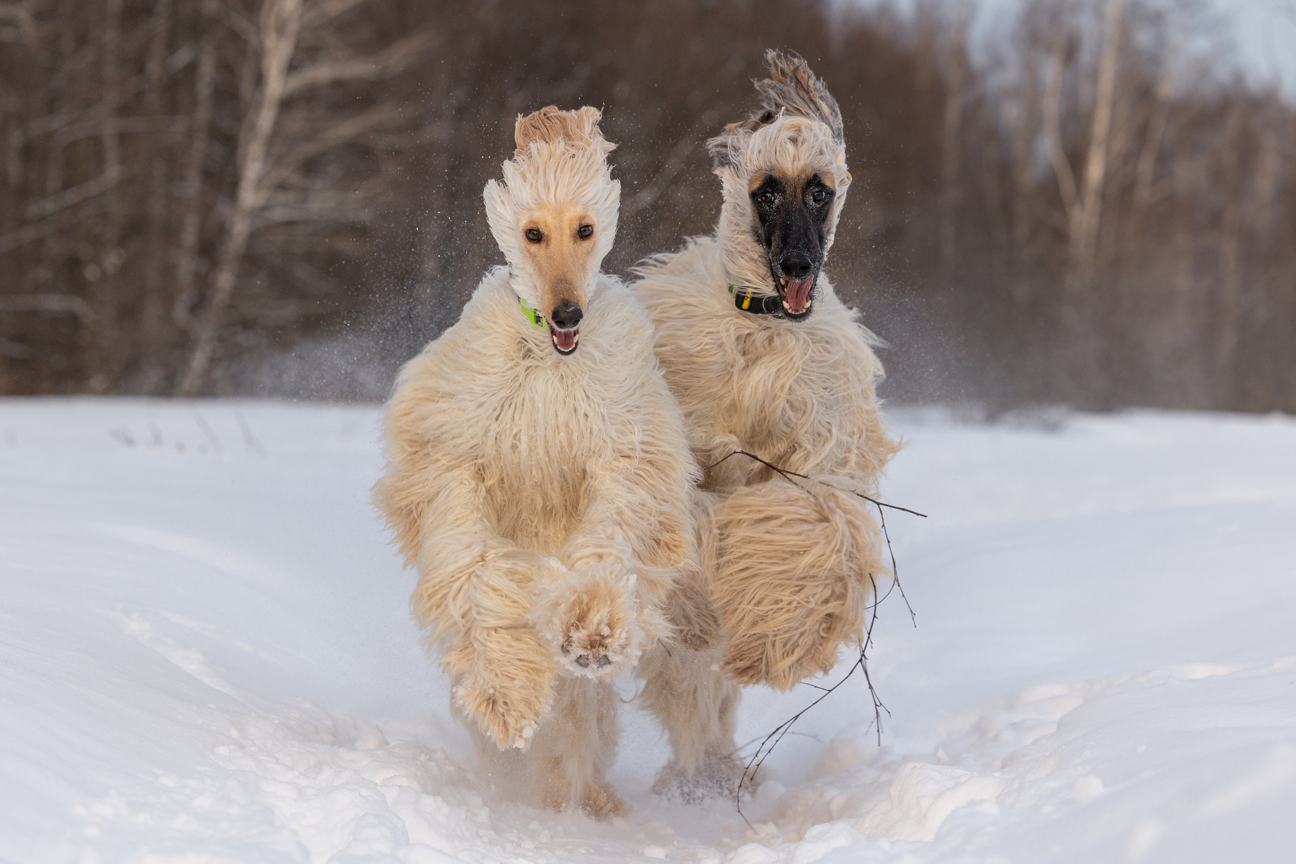 Игры афганов в снегу. Фотограф-анималист Natalia Deingel | Фотосъемка собак в Москве