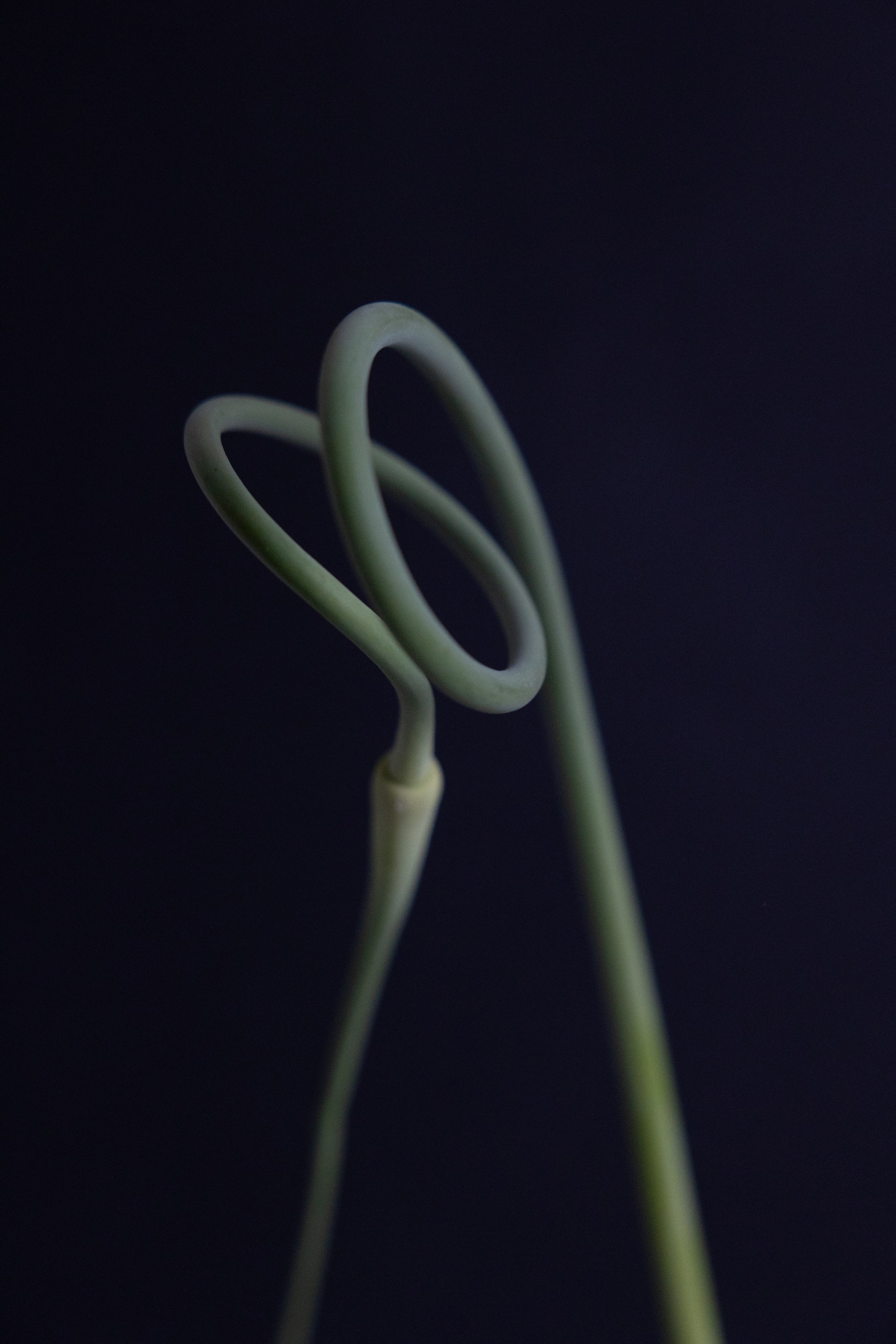 Art prints. Фотограф алина стерхова, алина стерхова фотограф, фотограф москва