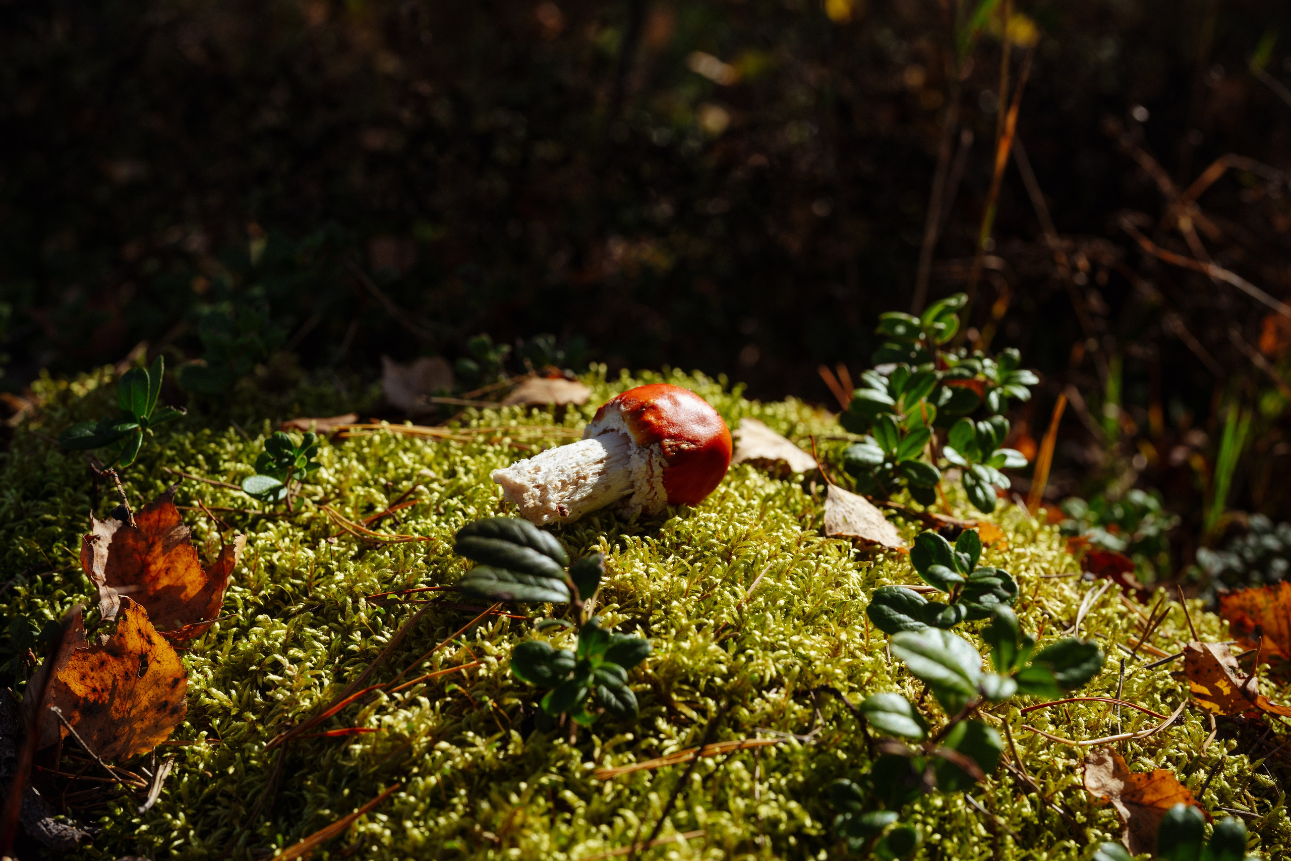 СБЕР · ЭКА · Посадка сеянцев. Владимир Вершинин, тот самый свадебный видеограф
