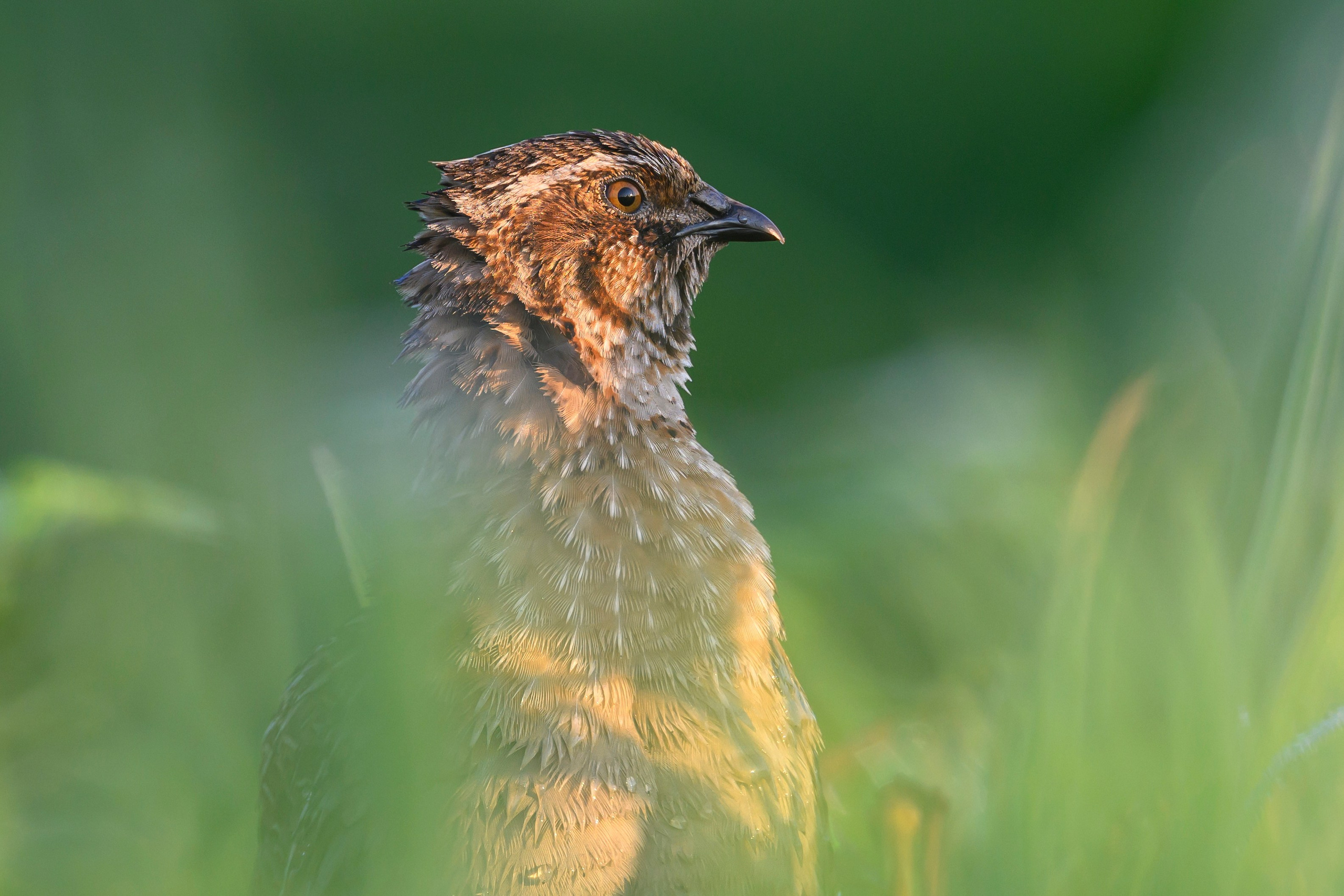Перепела часть V. Wildlife photography by Sergey Puponin