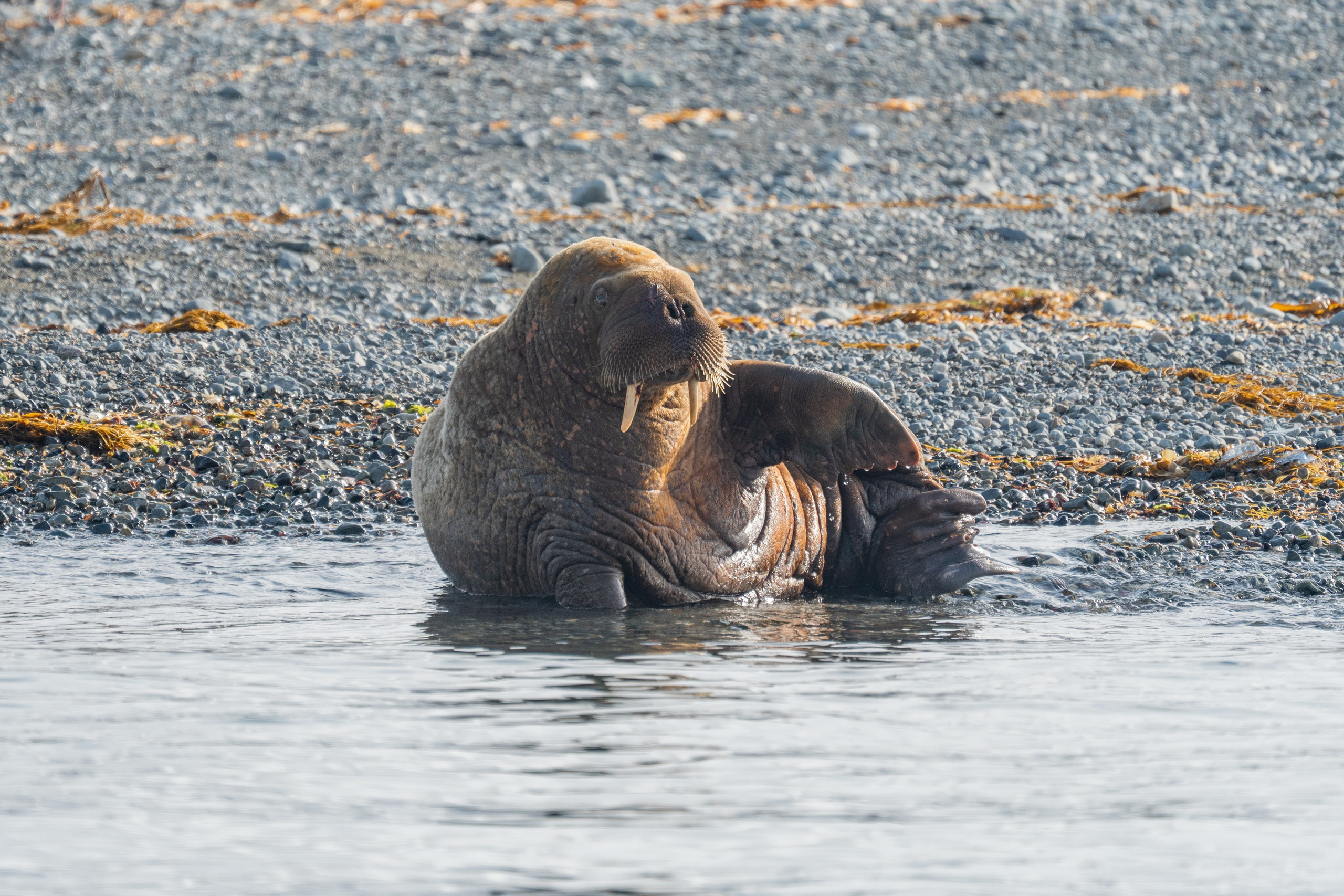 Анималистика. Gusarov Travel Photography