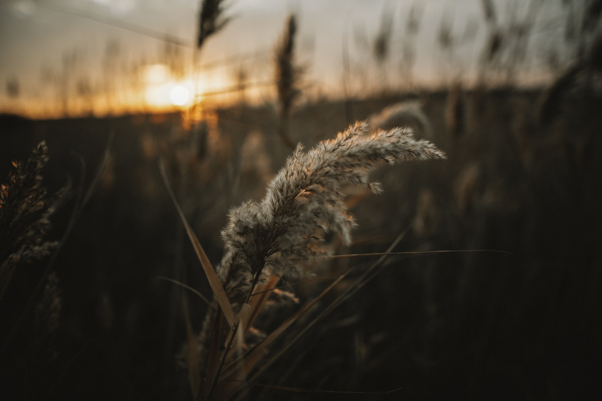 КРЕСТНАЯ СЕМЬЯ. Свадебный фотограф в Ставрополе Сергей Шляхов
