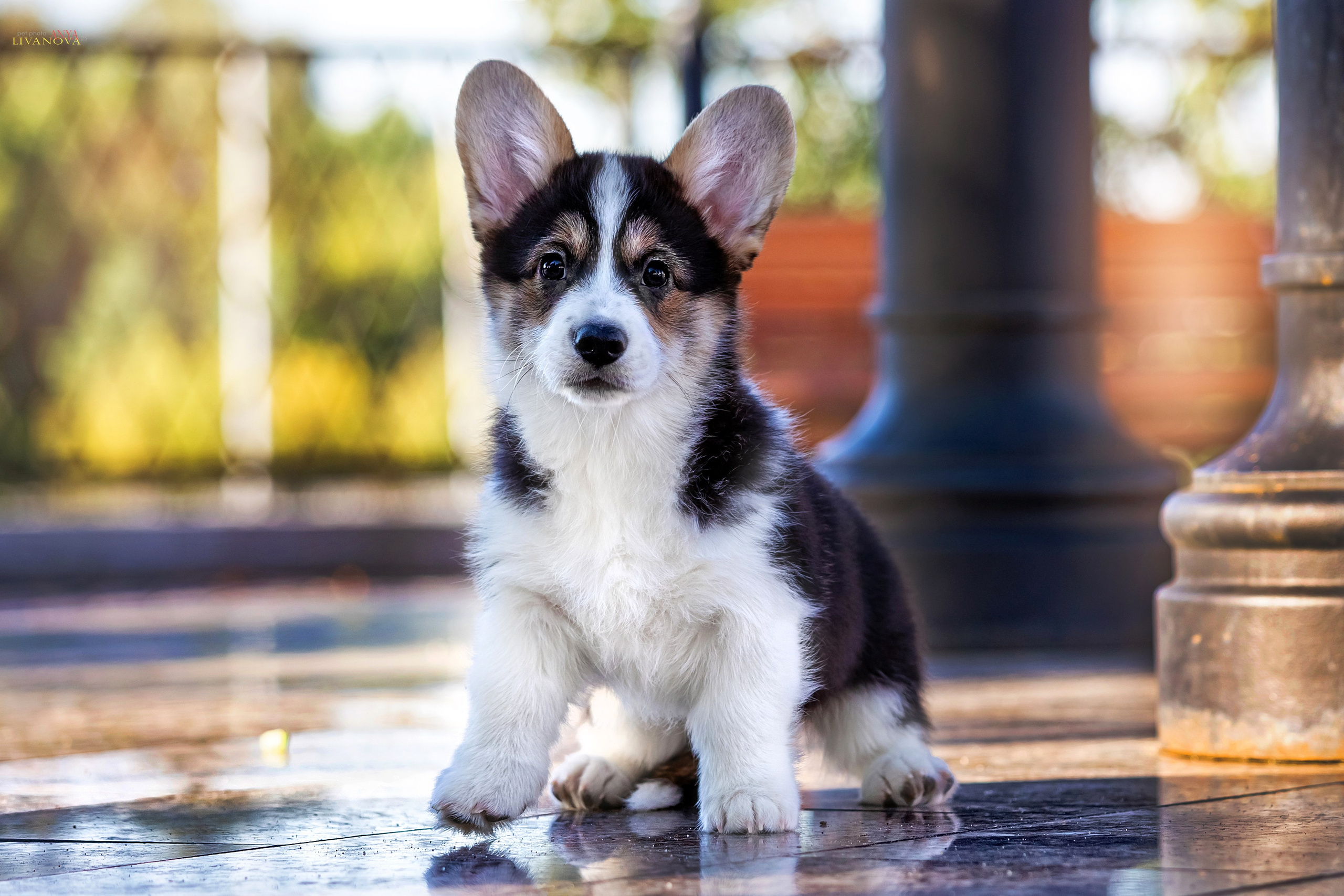 Коржики. Фотограф анималист Аня Ливанова | Рыбинск