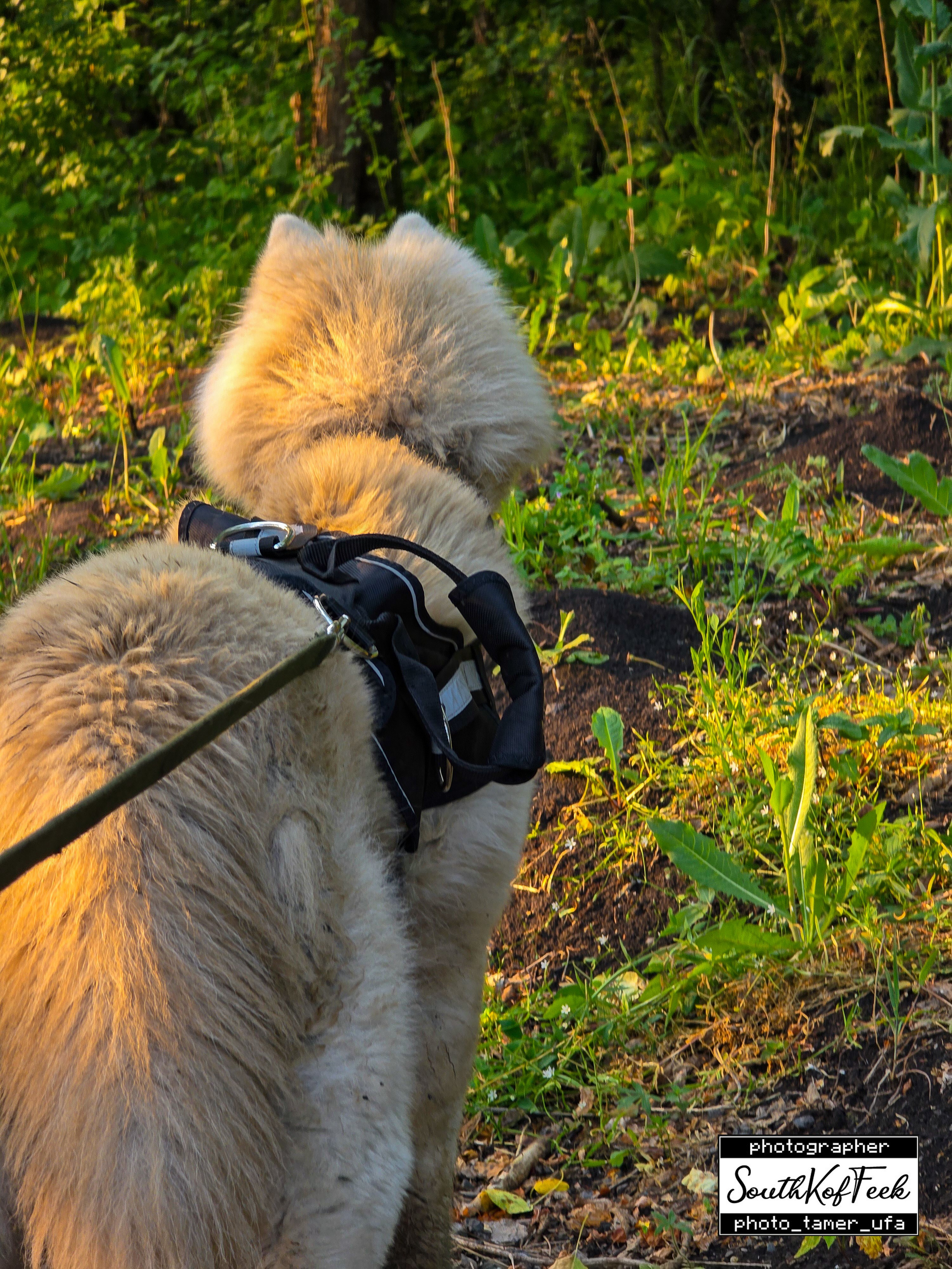 Фотосессии животных. Photo Tamer Ufa