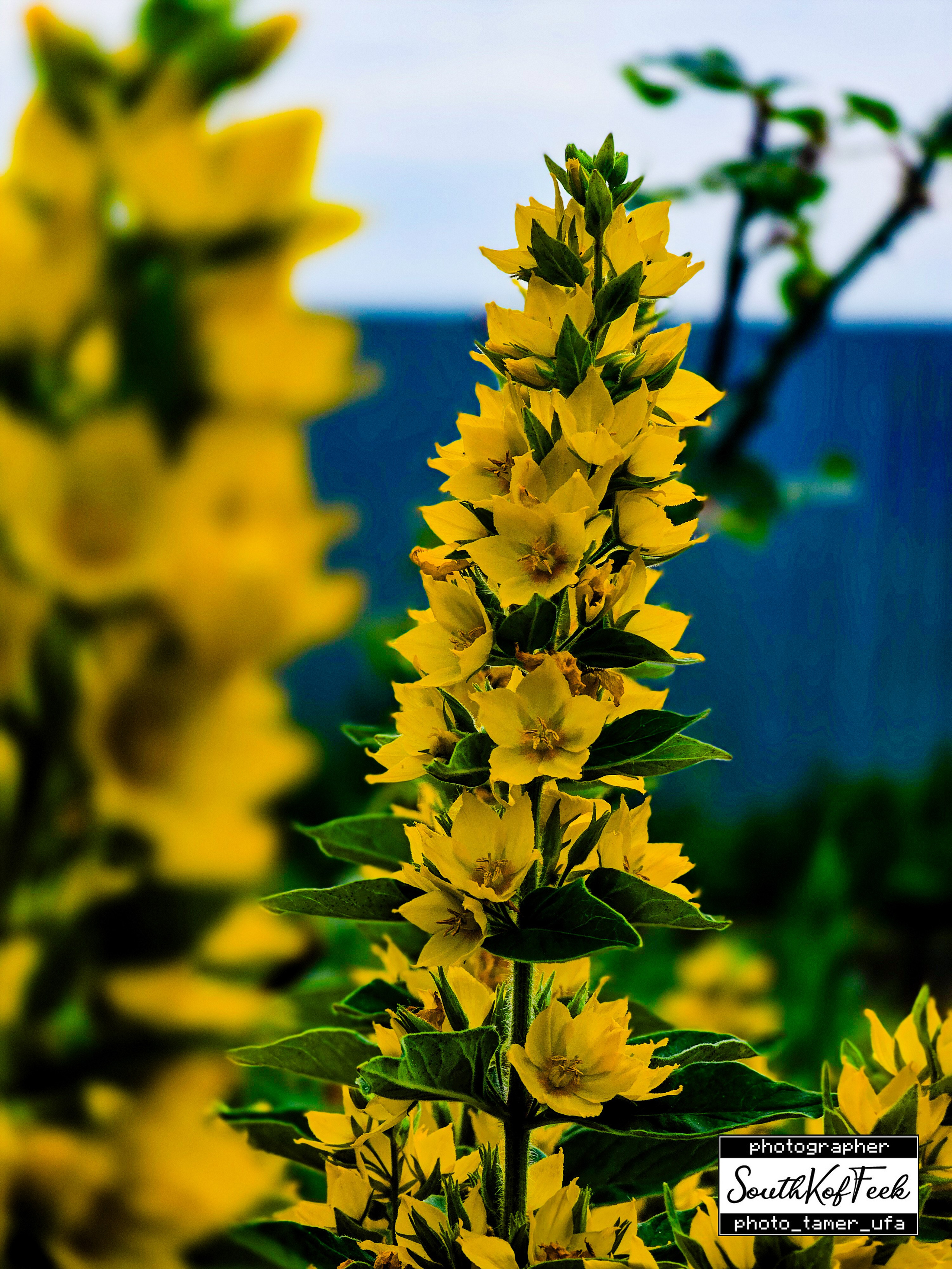 Цветы?. Photo Tamer Ufa