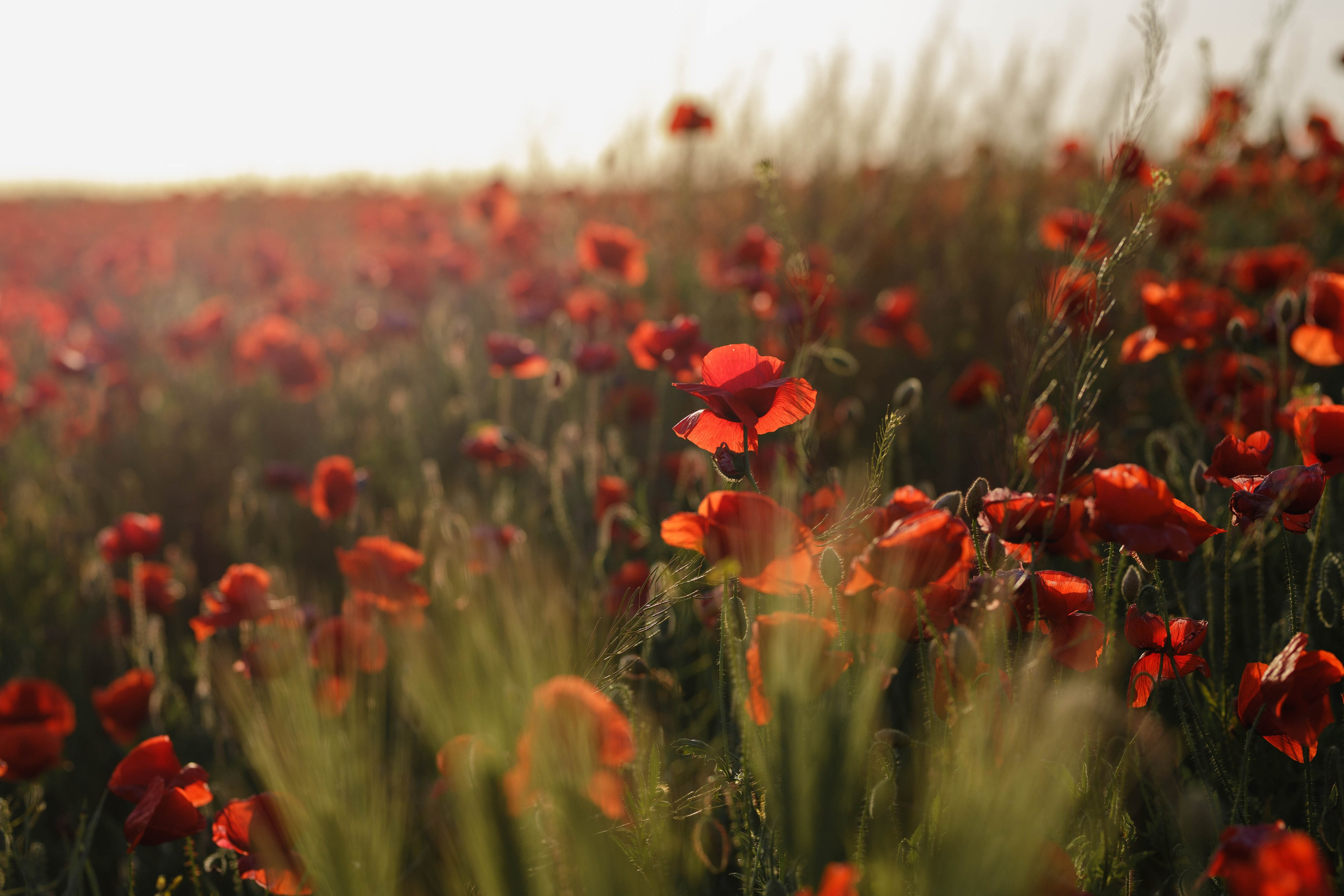 Ира и Веня. Семейный и свадебный фотограф в Новороссийске