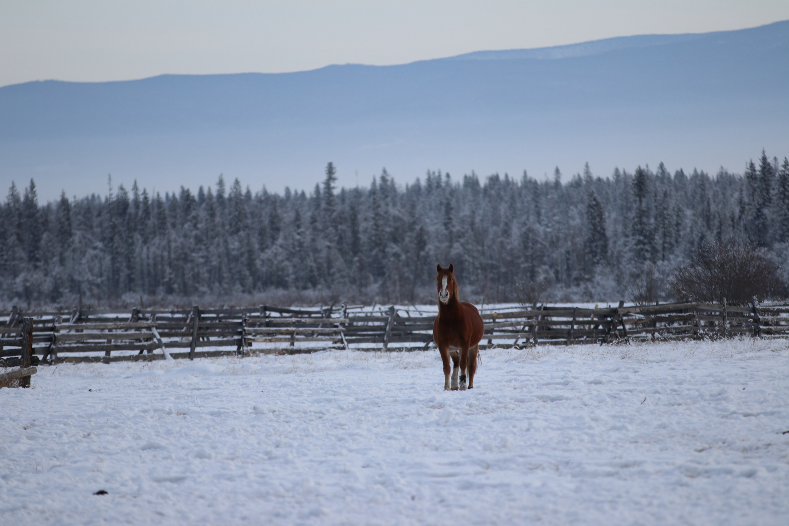 Аршан. Январь 2024. Путешественник-фотограф из Санкт-Петербурга Татьяна Свистулина