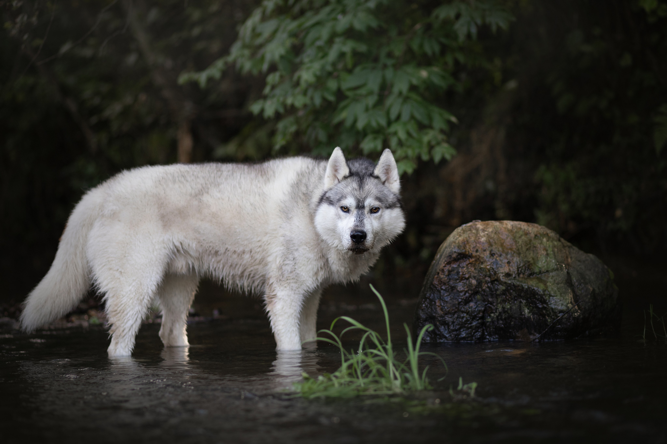 Фотосъёмка собак. Семейный и анималист фотограф в Переславле Анастасия Гусева