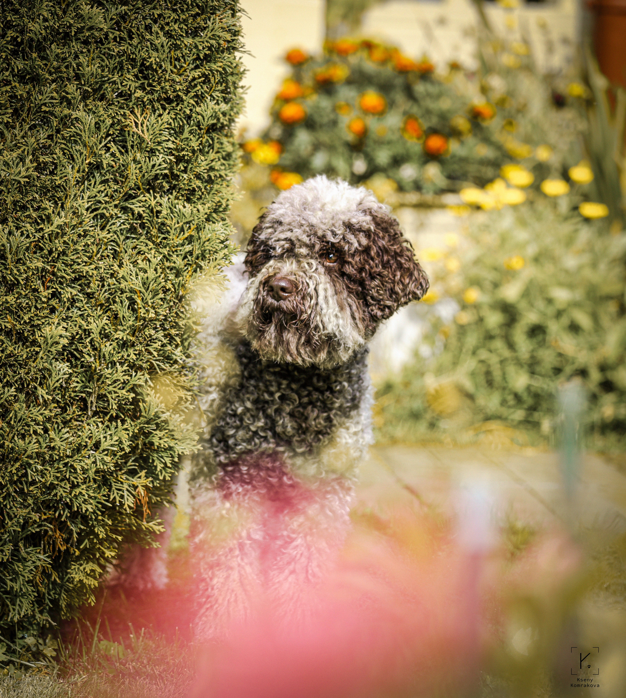 Съемка собак. Анималистика. Репортаж. Индивидуальная съемка