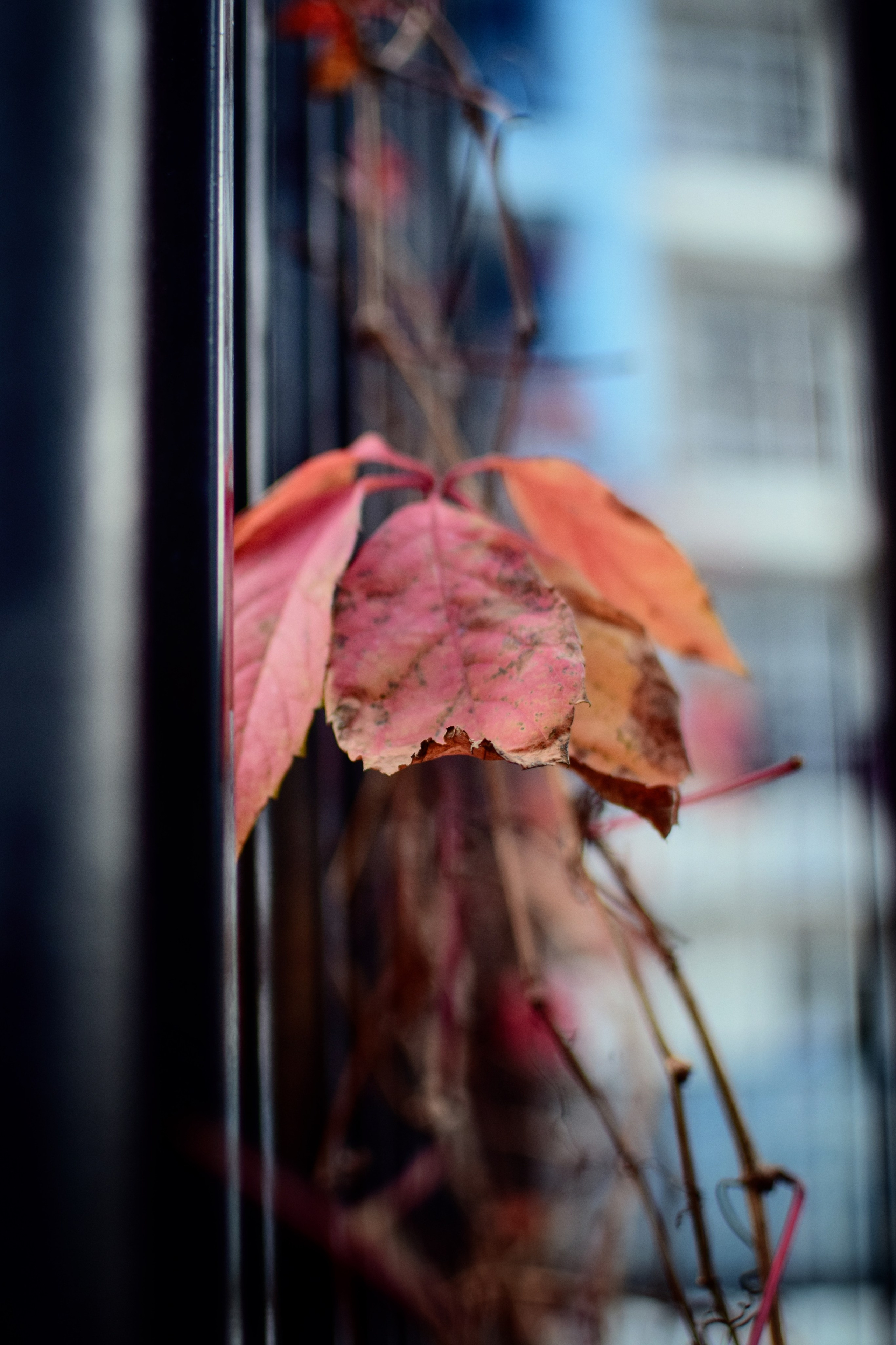 Ботаника. Фотограф • Елена Миронова