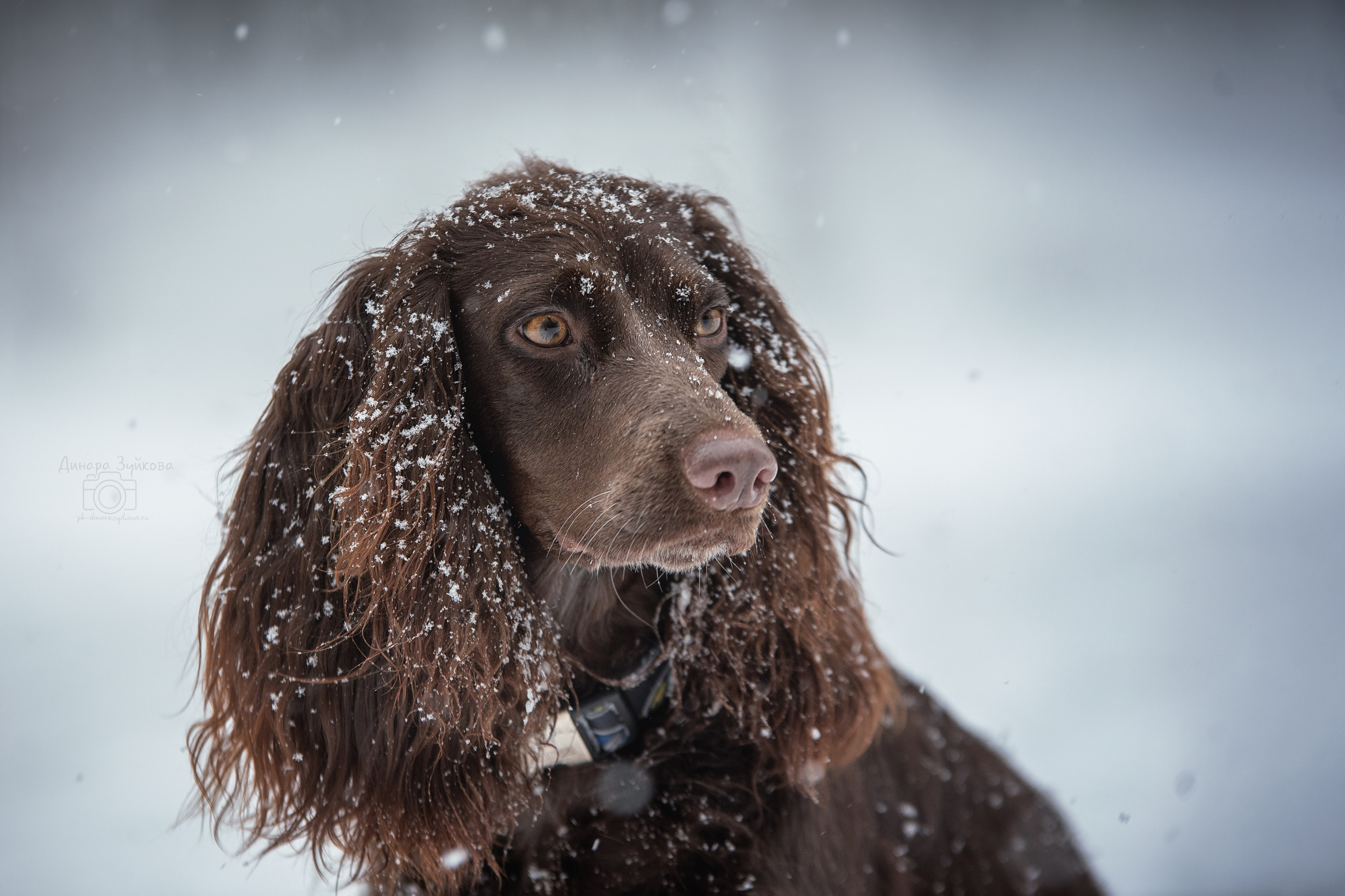 Собаки. Мотофотограф в Нижнем Новгороде Динара Зуйкова