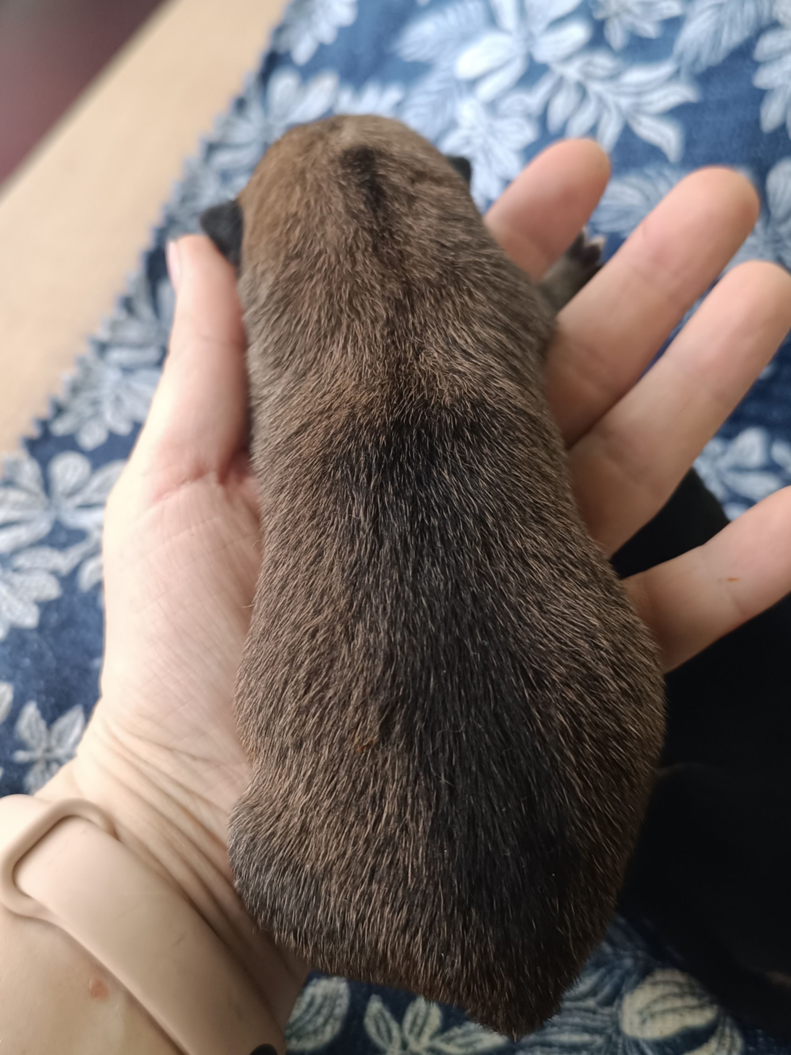 сиба питомник Рубилайт щенки на продажу rubylight  сиба щенки купить СПб Санкт-Петербург 