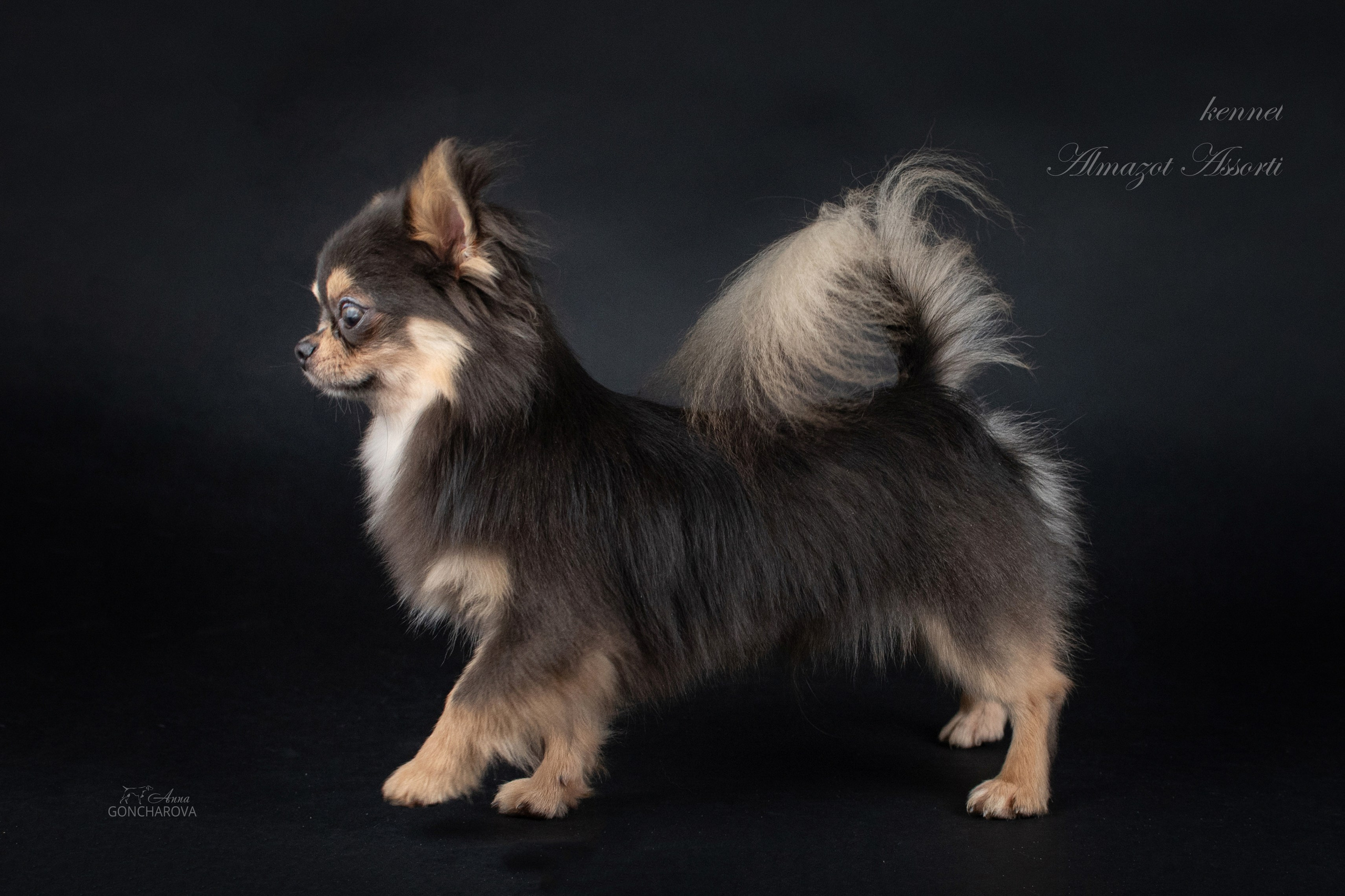 Съемка щенков. Фотограф анималист в Ростове I Гончарова Анна