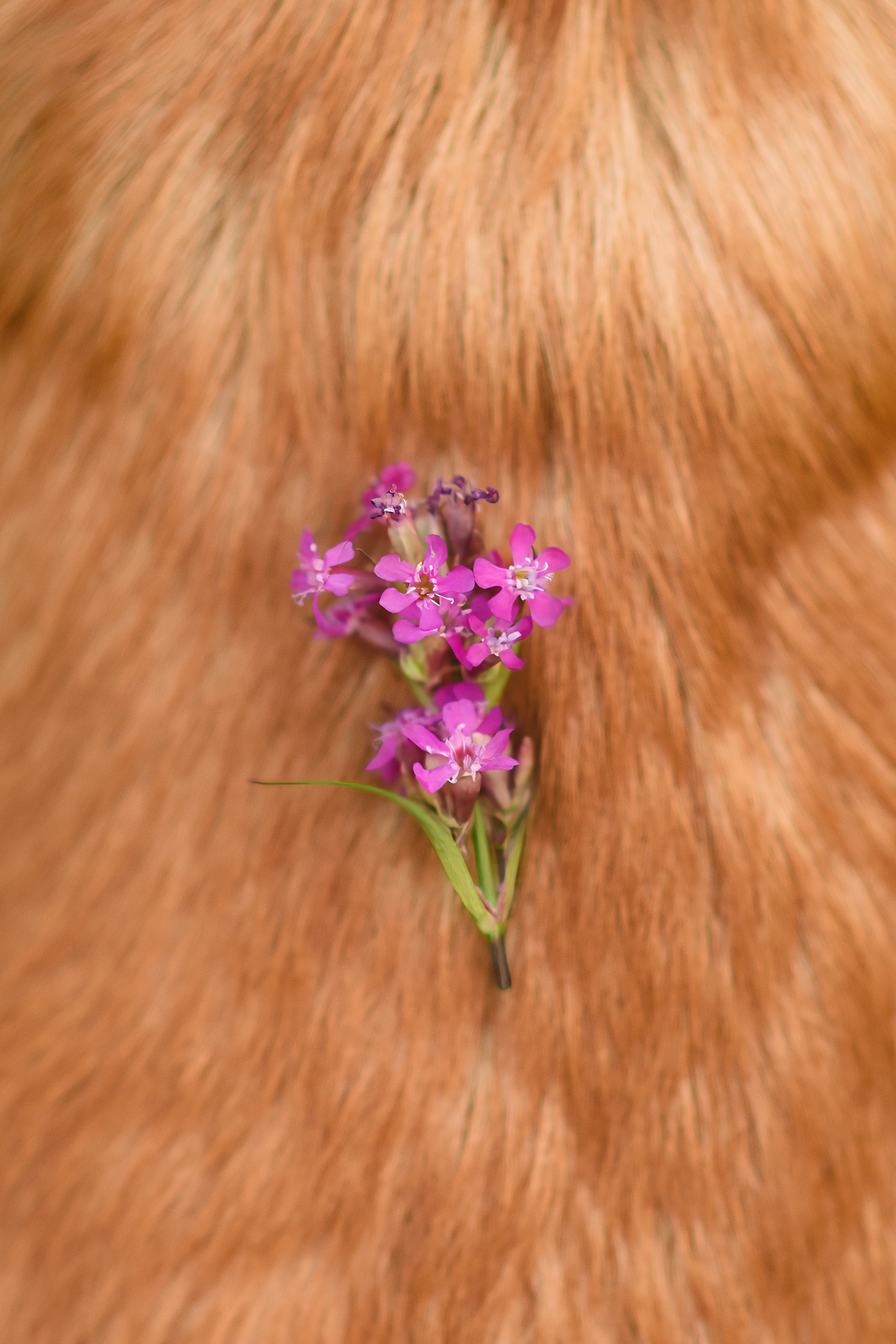 Максим, Надя, Шелби и Рой — 31.05.2025. Фотограф — Анималист | Анна Абрамова
