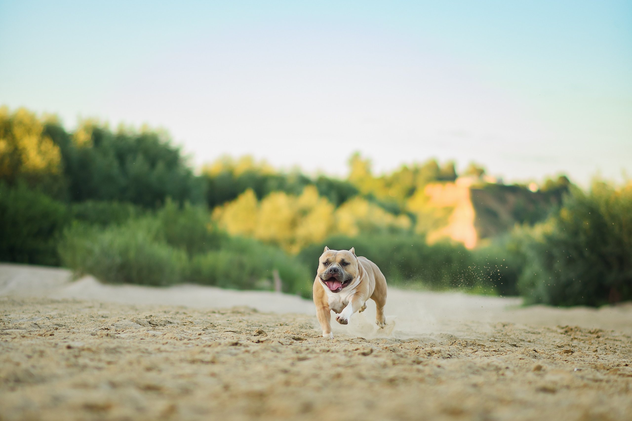 Тея — Амбулли — 23.07.2024. Фотограф — Анималист | Анна Абрамова