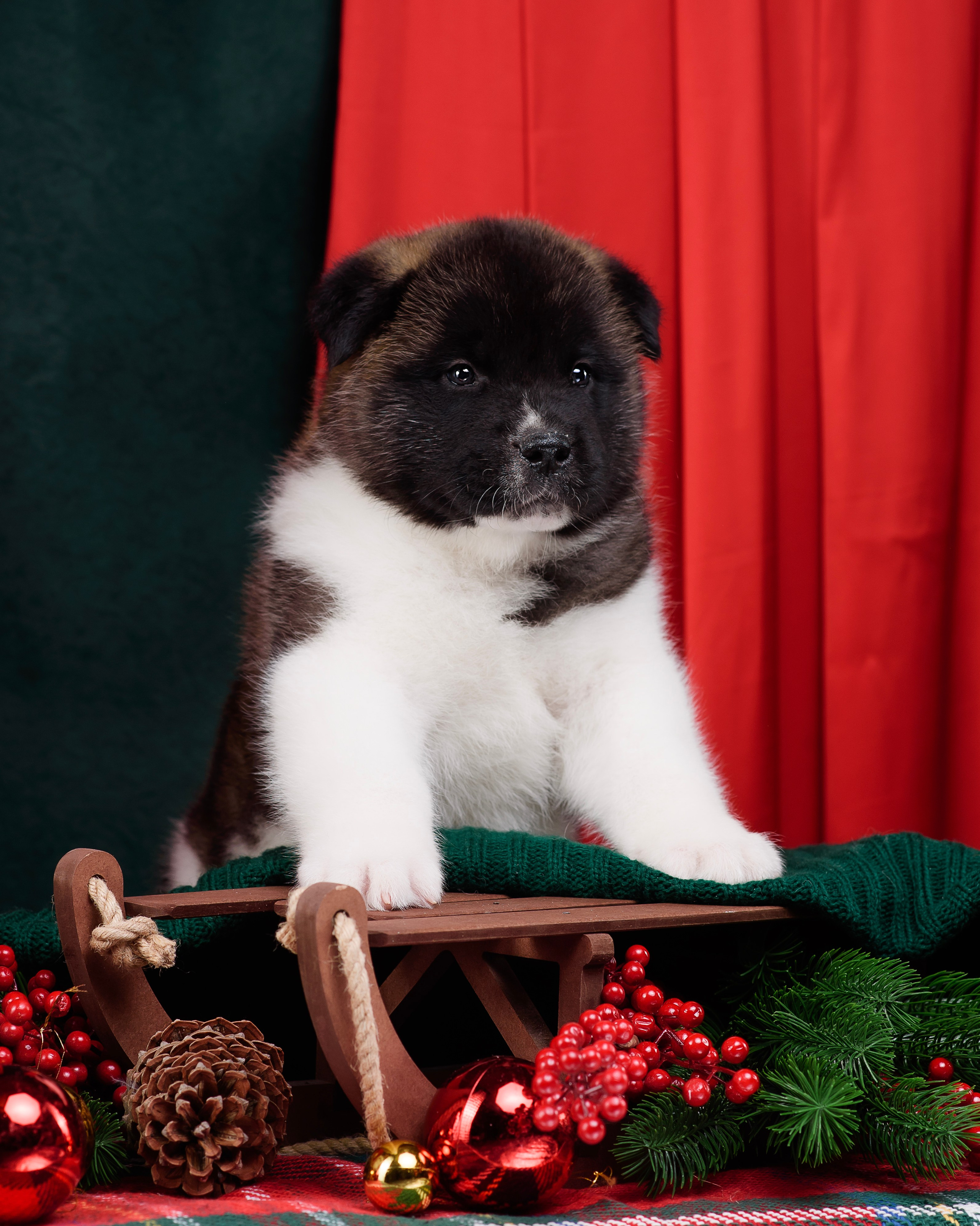 Щенки Американской Акиты. Фотограф — Анималист | Анна Абрамова