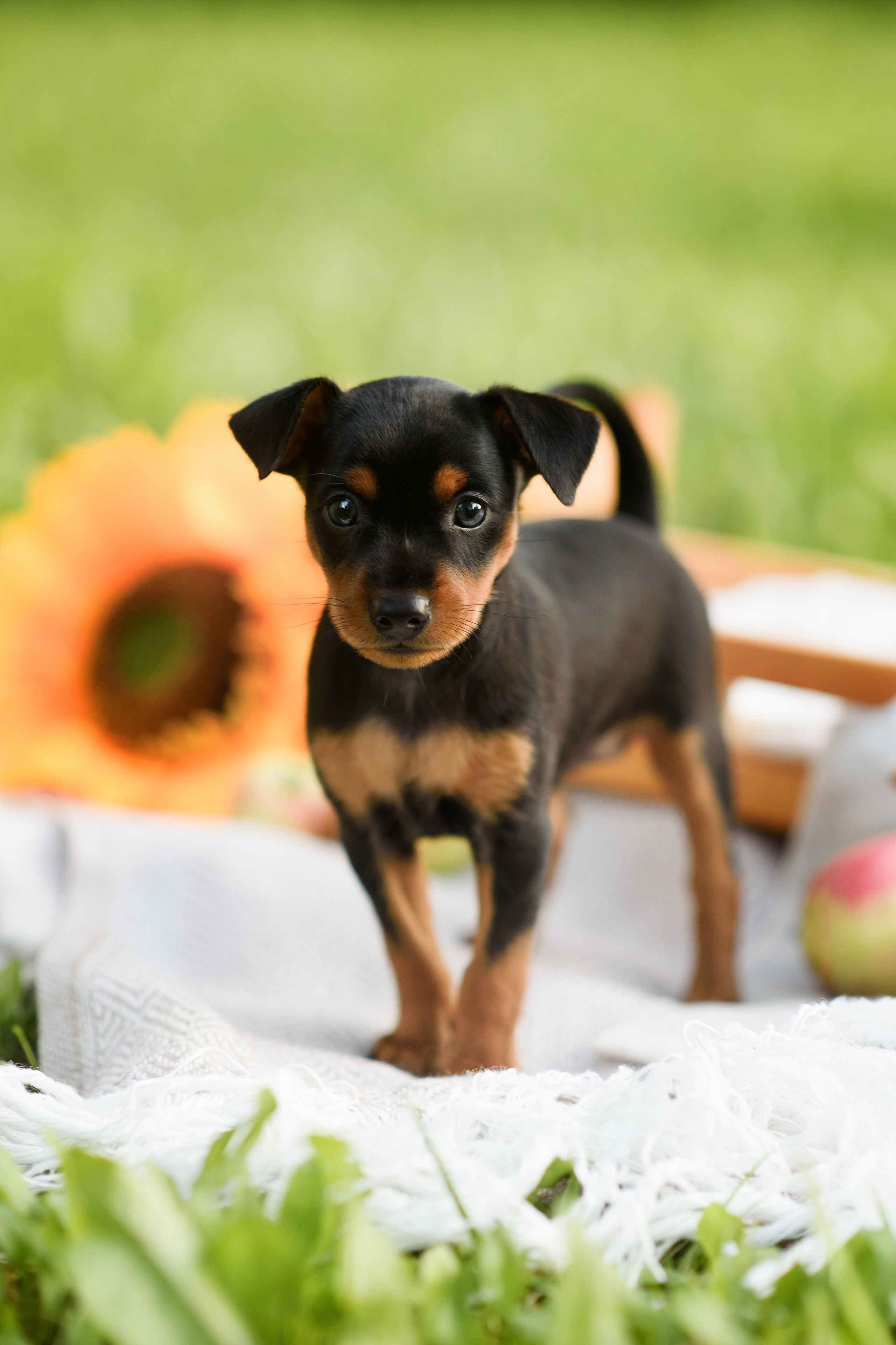 Щенки Пражских крысариков — 03.08.2024. Фотограф — Анималист | Анна Абрамова