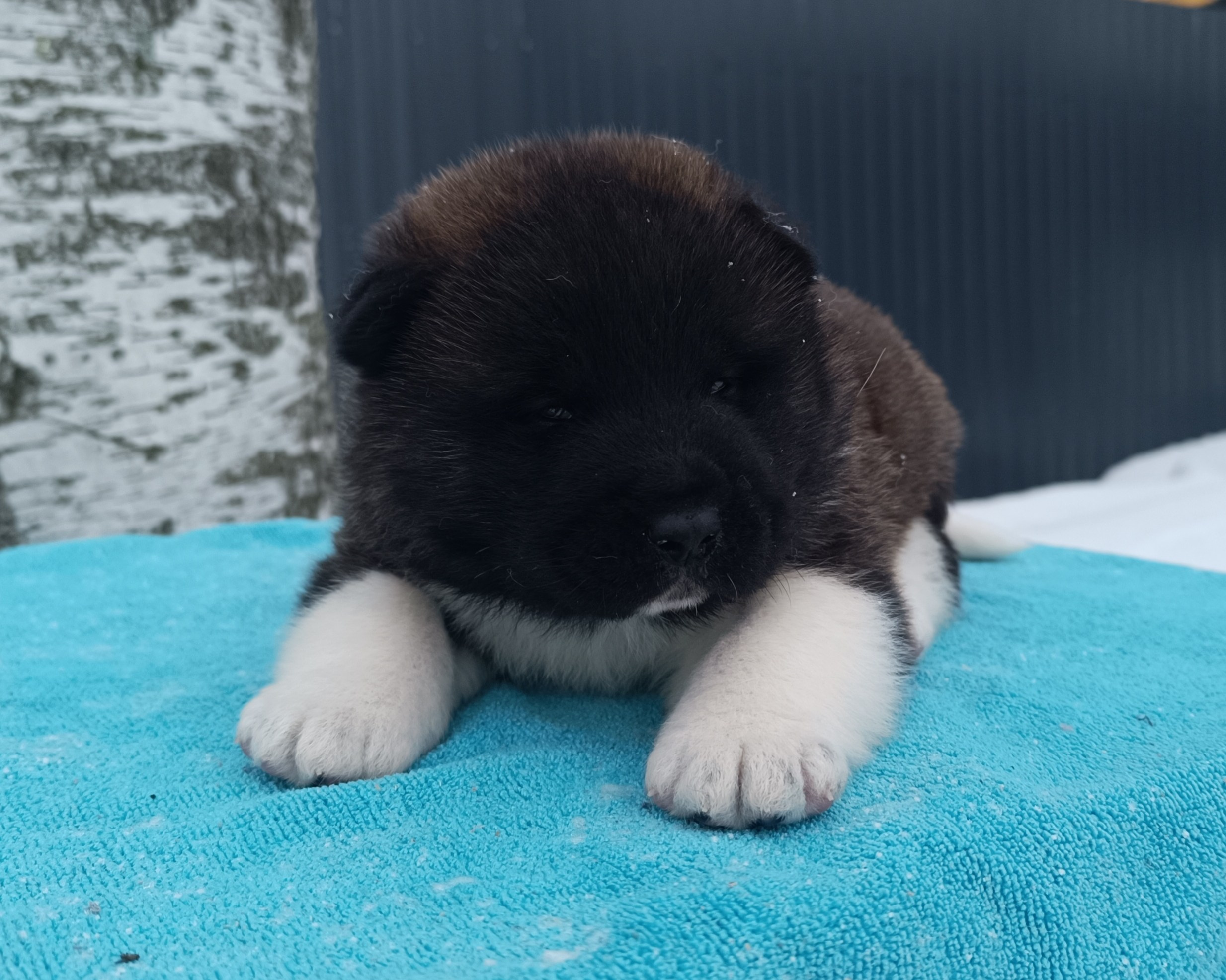 Американская акита  щенки питомник Санкт-Петербург клубные щенки Американская акита питомник RUBYLIGHT Рубилайт купить щенка американской акиты