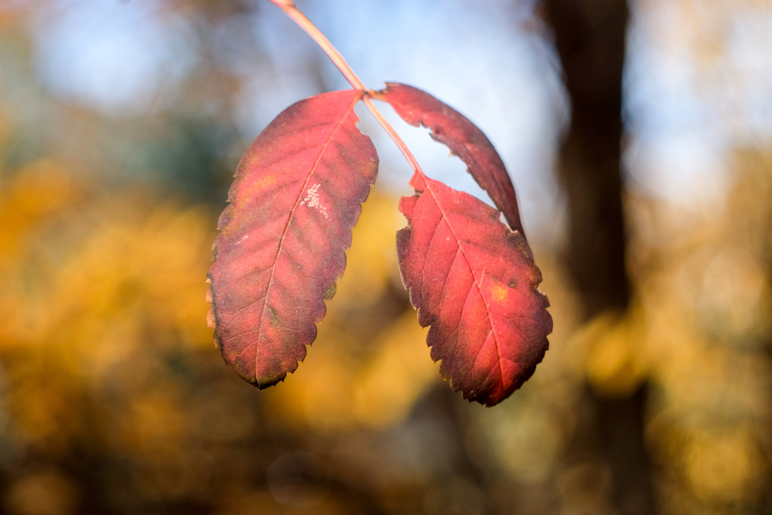 Цветочки-лепесточки. Фотограф Дмитрий Алексеев