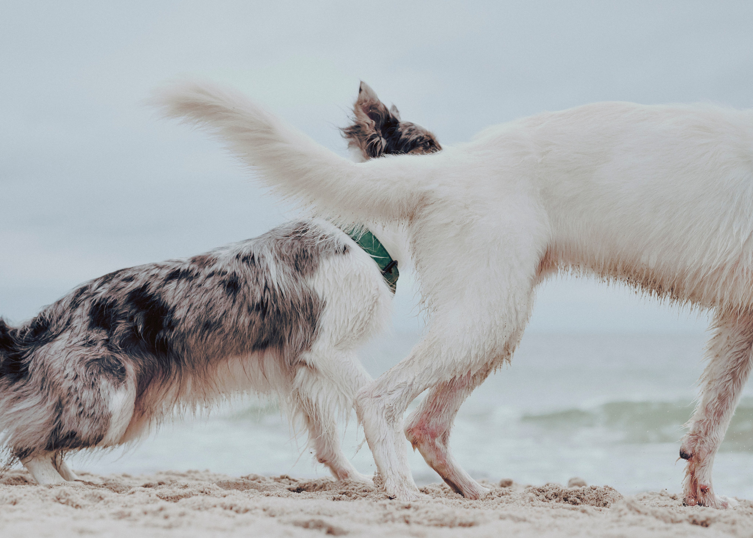 Фотограф- анималист Александра Матвеева