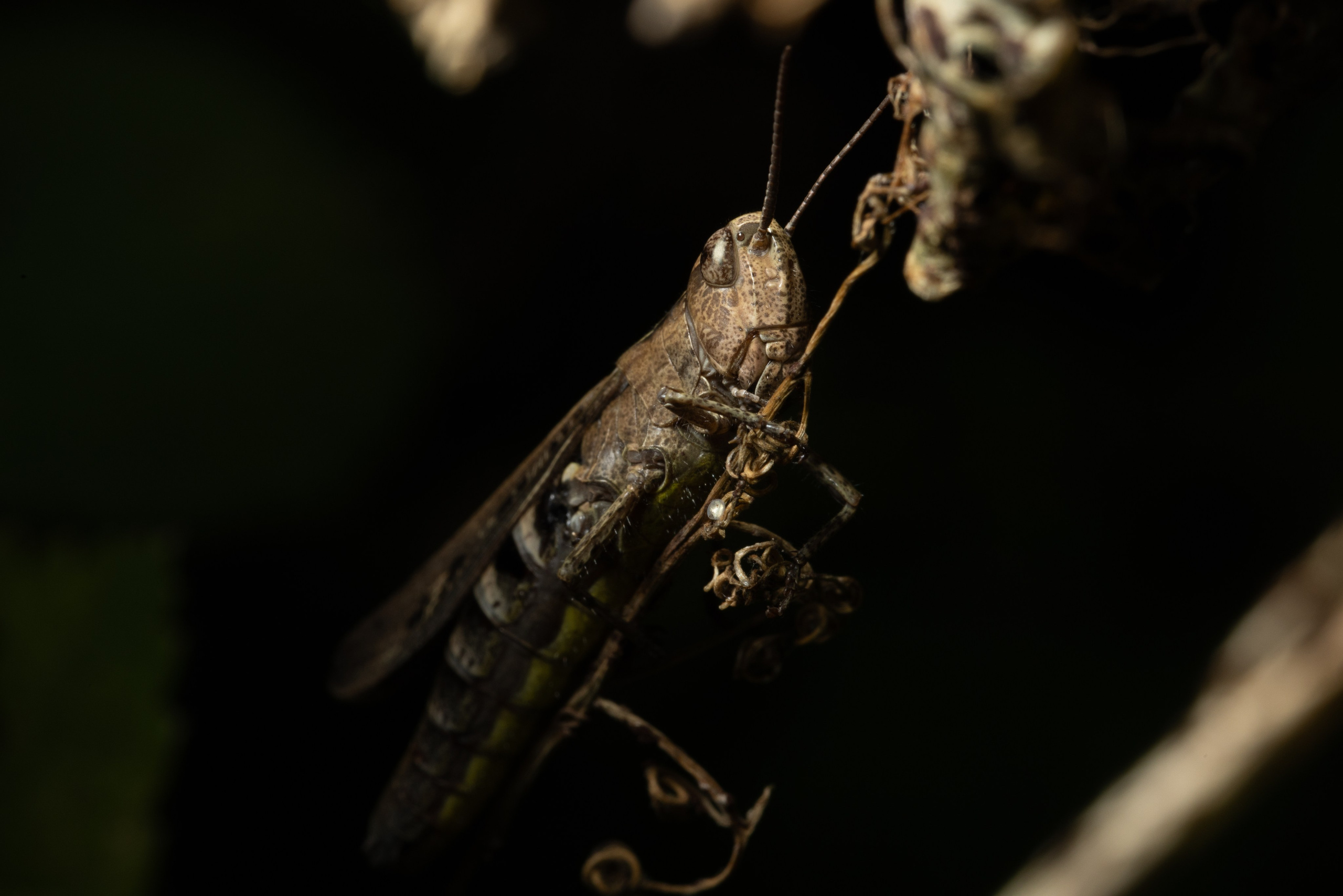 Макро. Фотограф Виктор Степанов