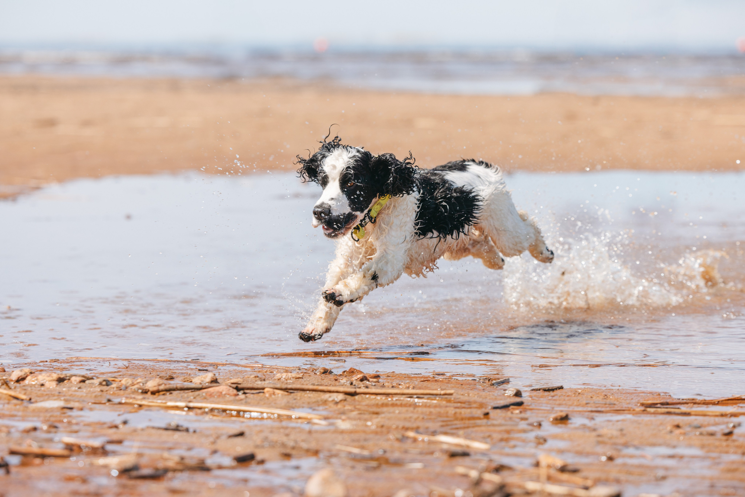 Спанимания. Фотограф анималист Осипчикова Мария