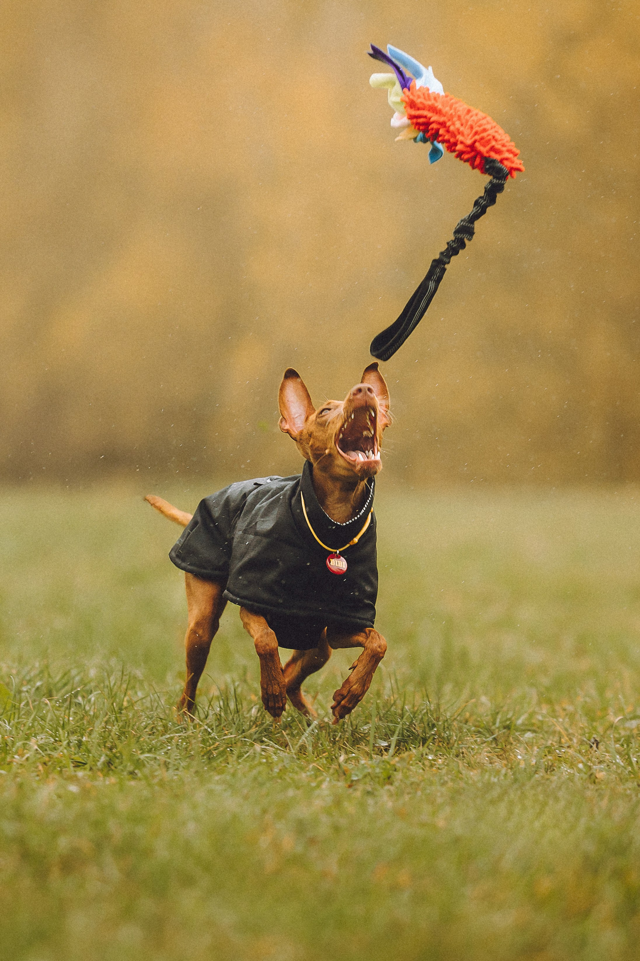 Даша и Биби