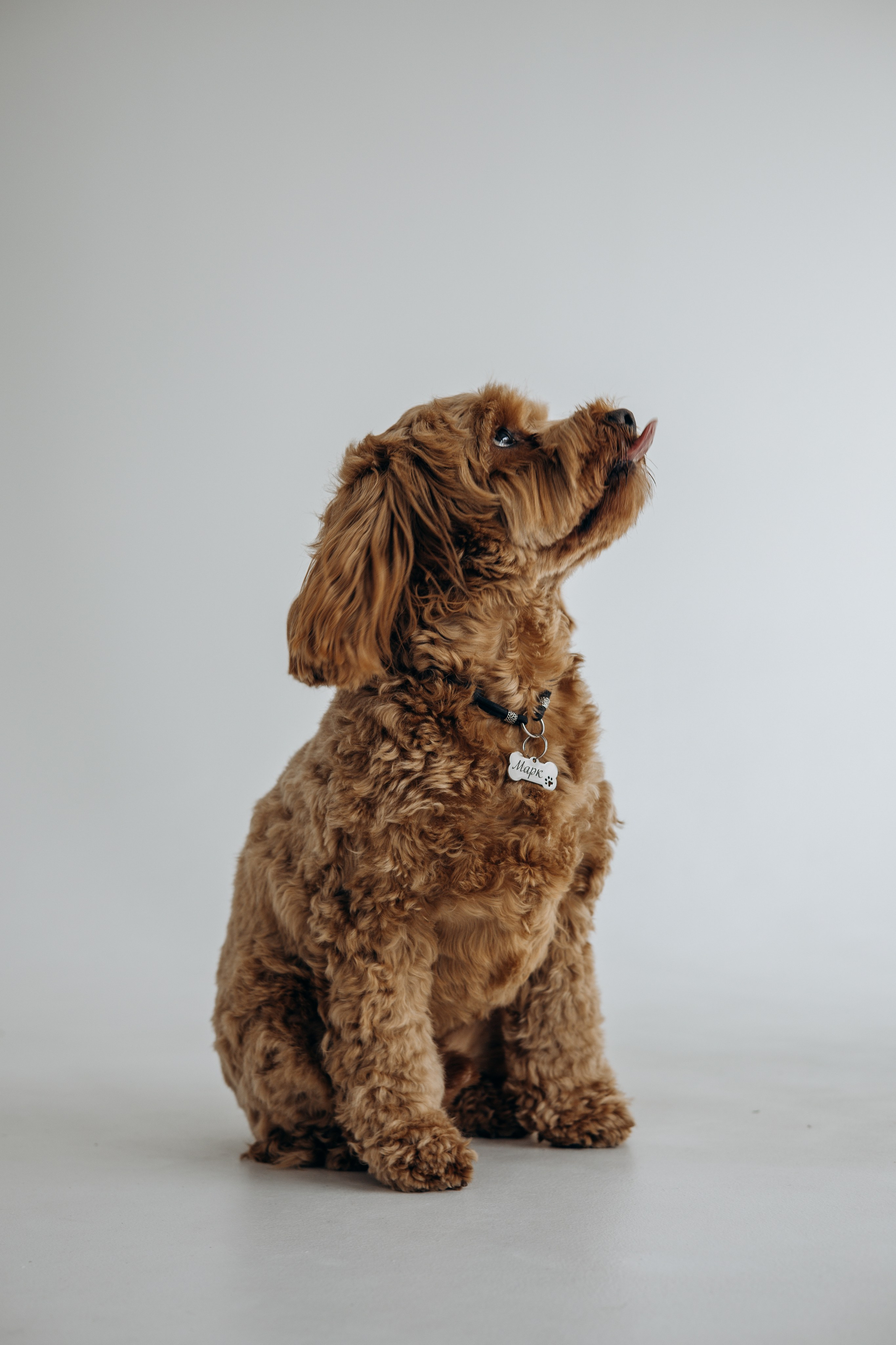 Марина и Марк. Фотограф животных Евгения Верцинская