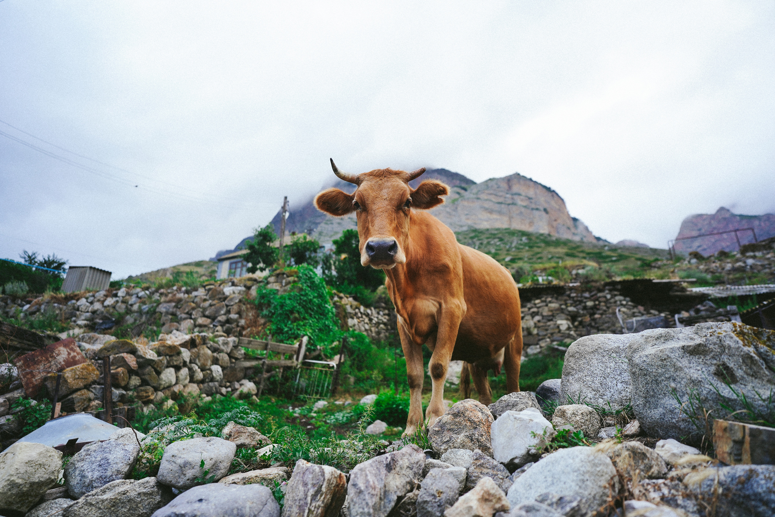 Чегем. Фотограф с психологическим образованием