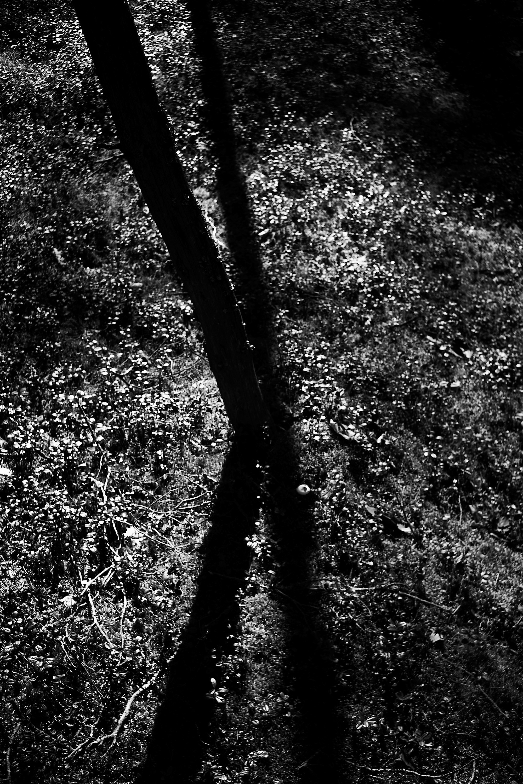 Формы Дерева 22г -…. Фотограф и оператор мероприятий, концертов и портретов в городе Москва