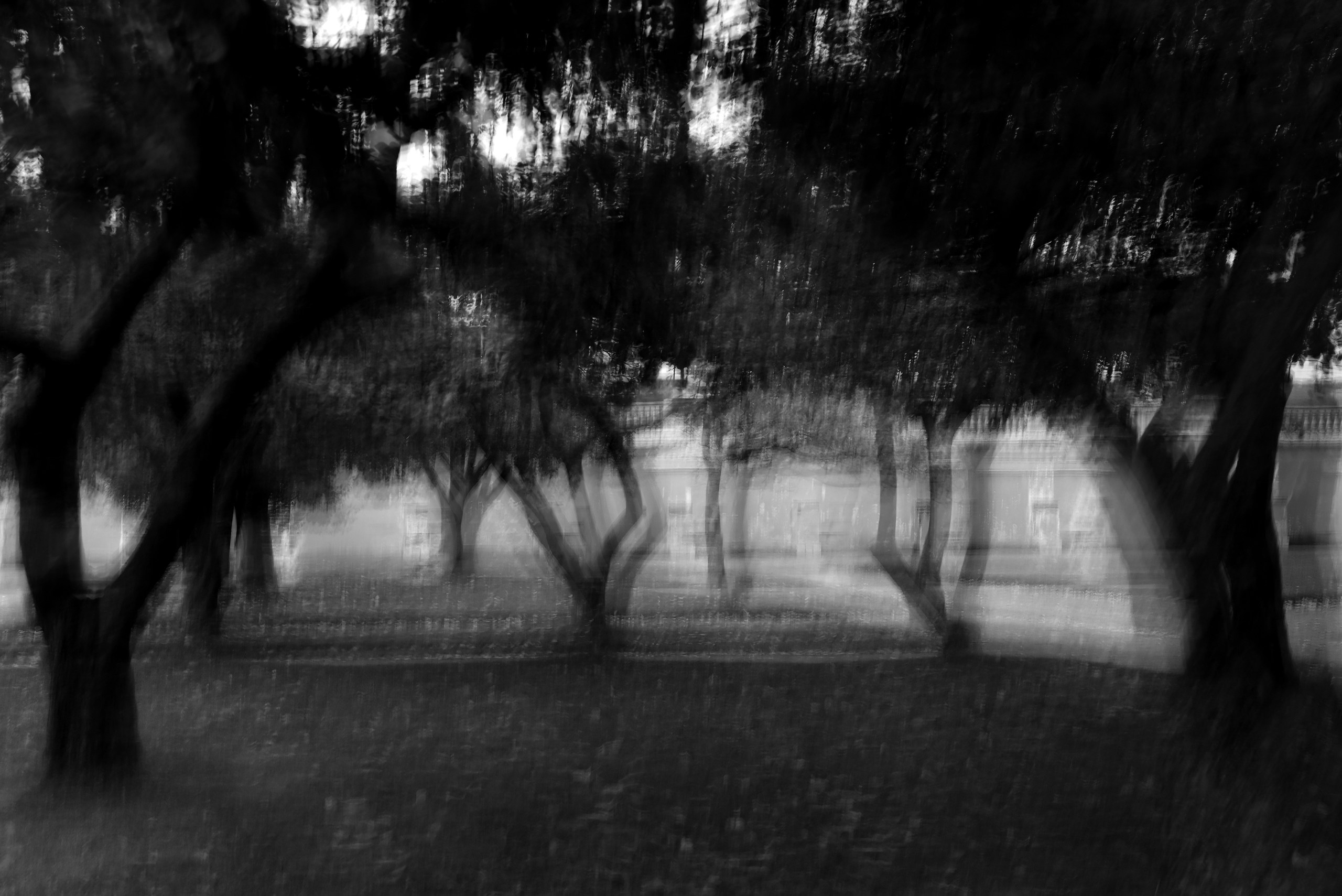 Сад снов. Катерина Михеева