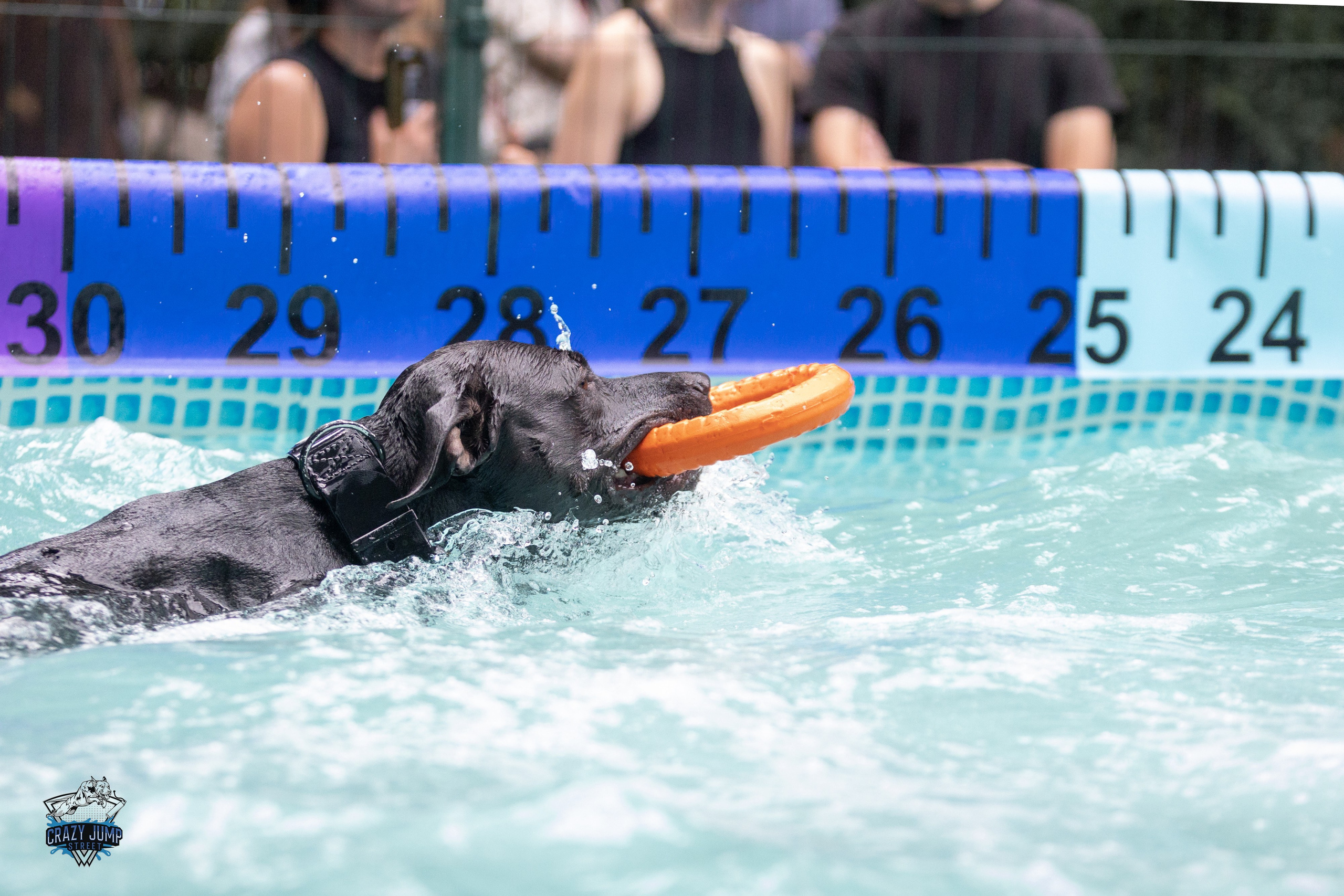 Собаки, спорт, Док дайвинг. Свадебный и репортажный фотограф в Москве и Московской области