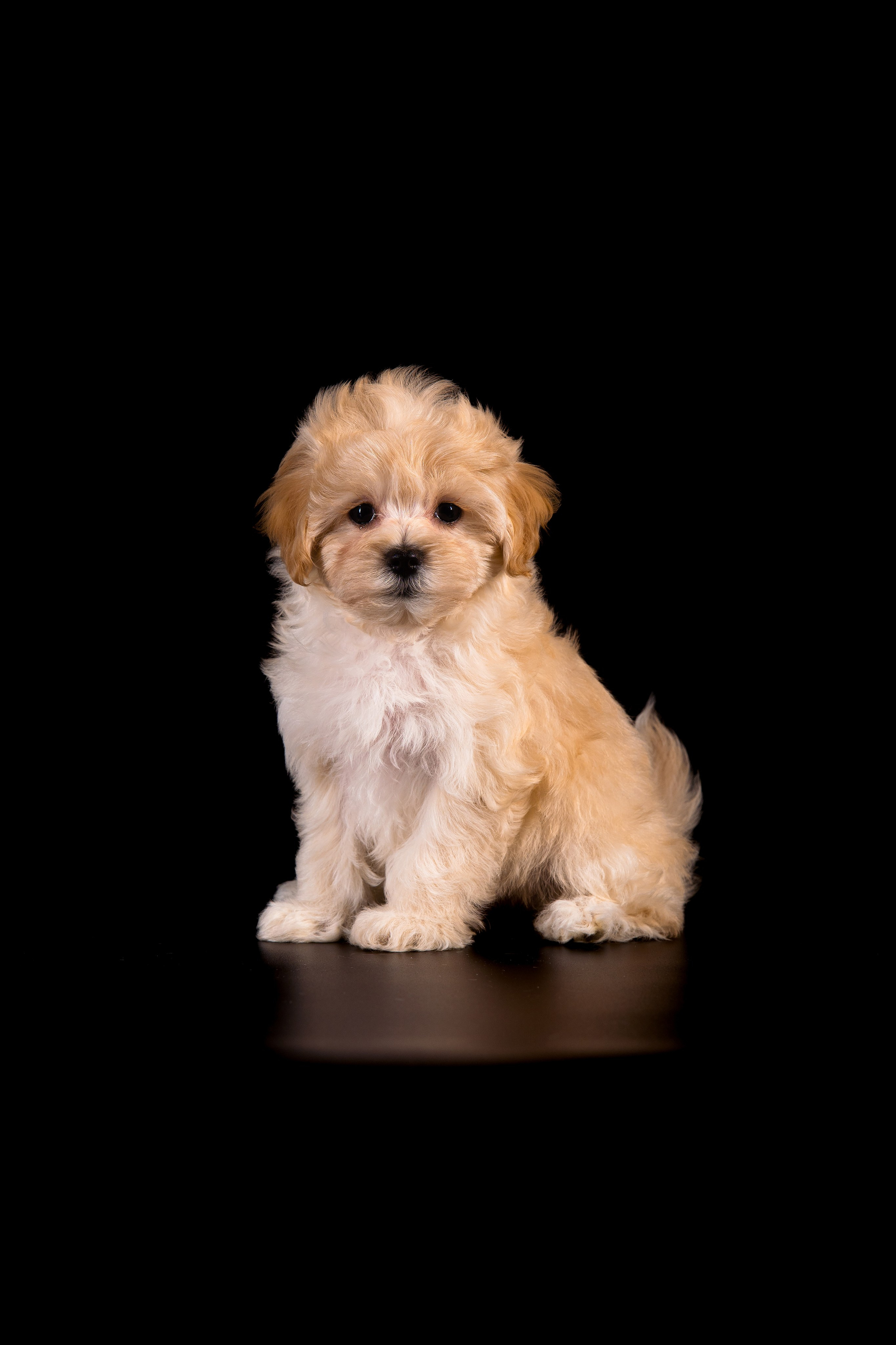 Съемка животных. Фуд, предметный и фотограф анималист в Нижнем Новгороде Иванов Максим
