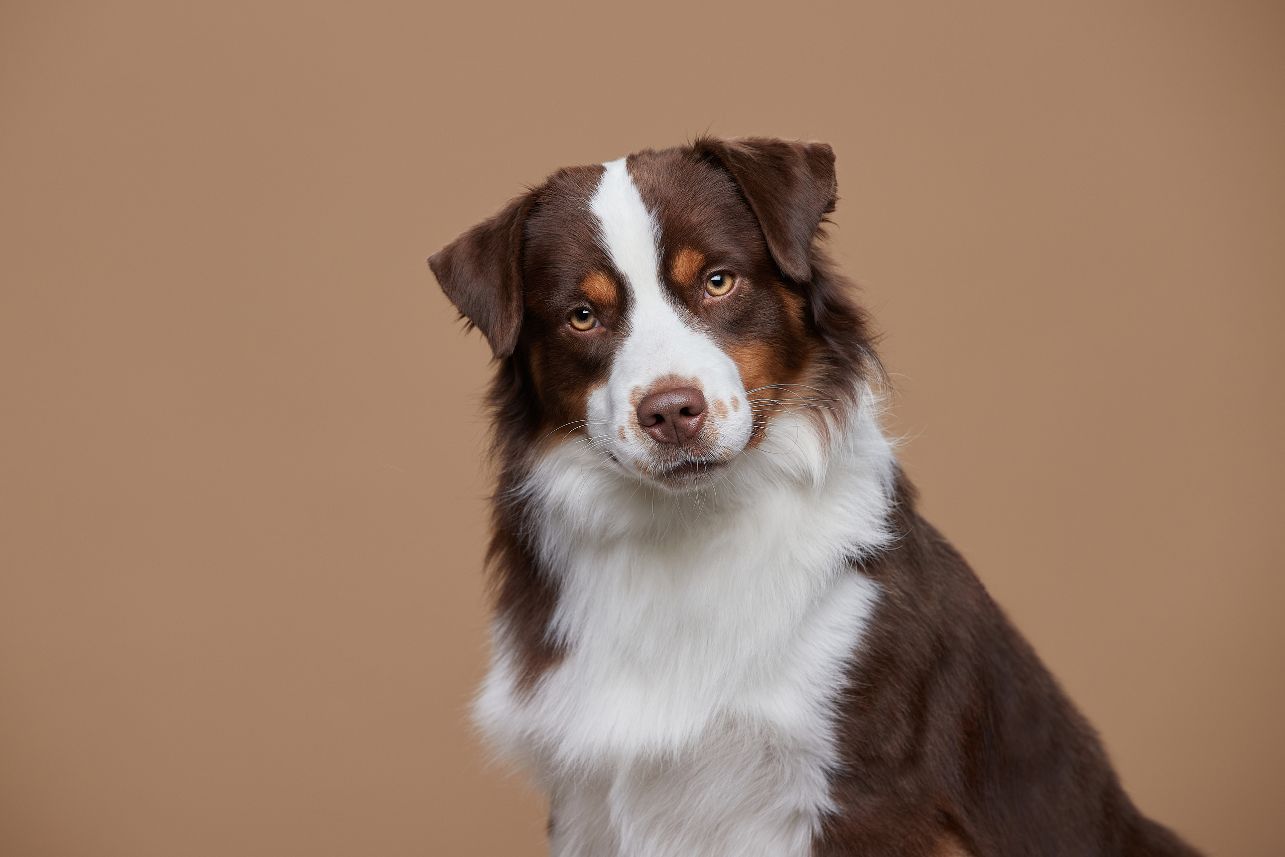 МАС, миниатюрная американская овчарка