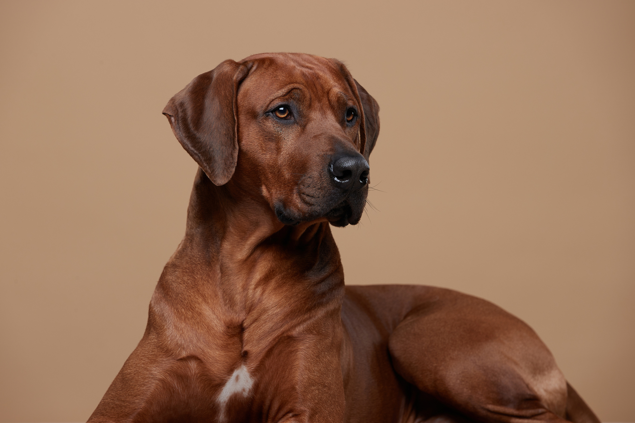 Родезийский риджбек