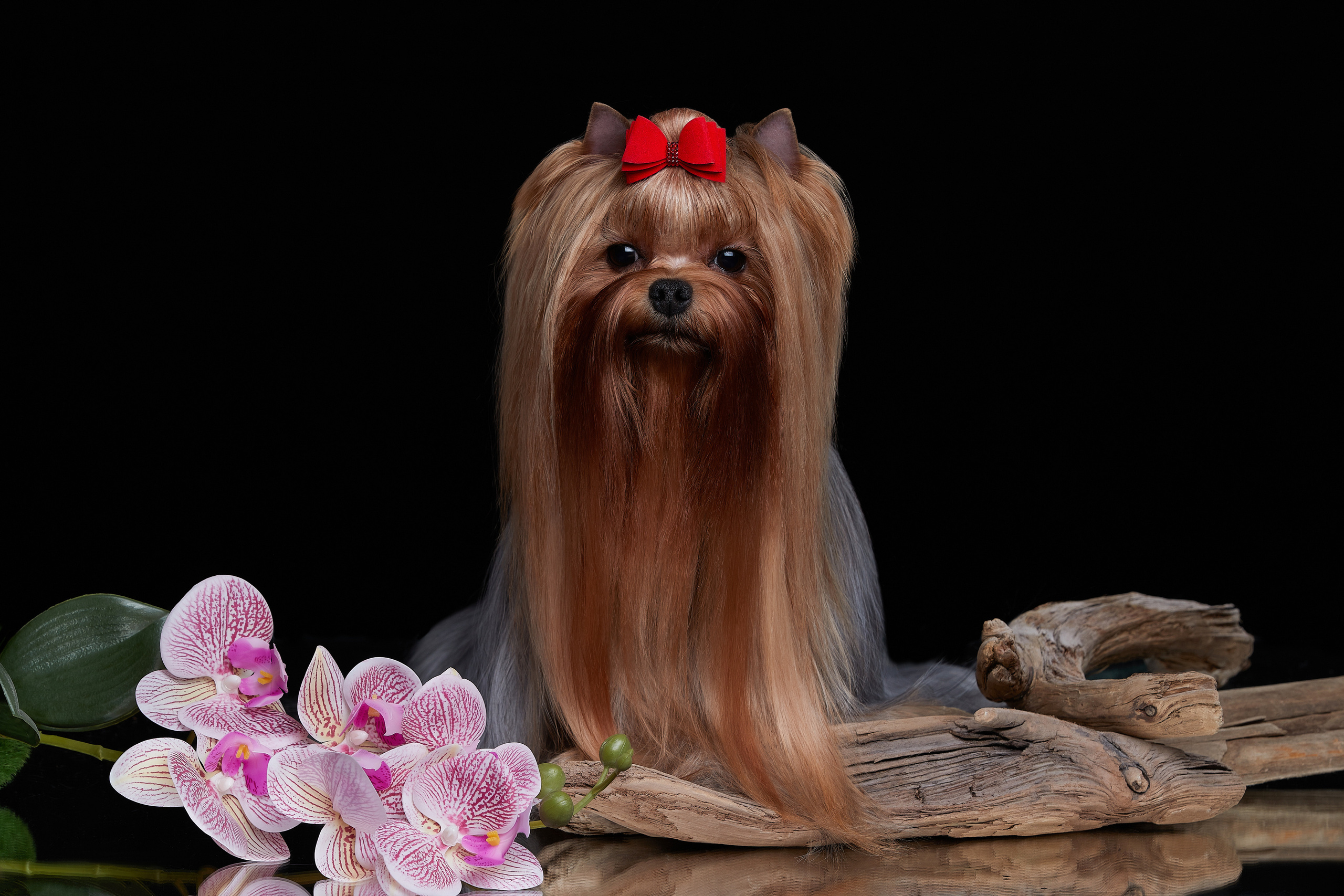 Йоркширский терьер 