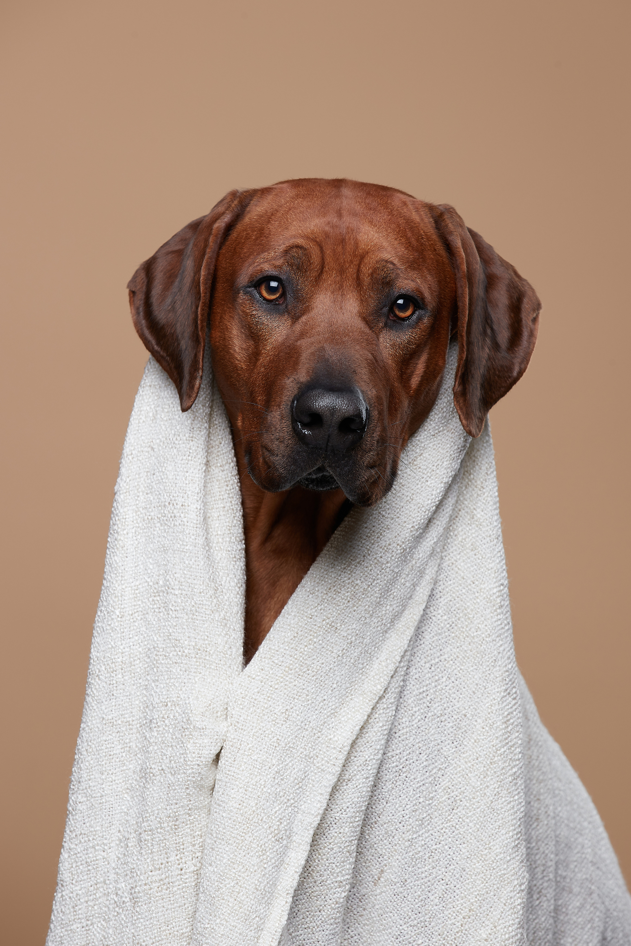 Родезийский риджбек