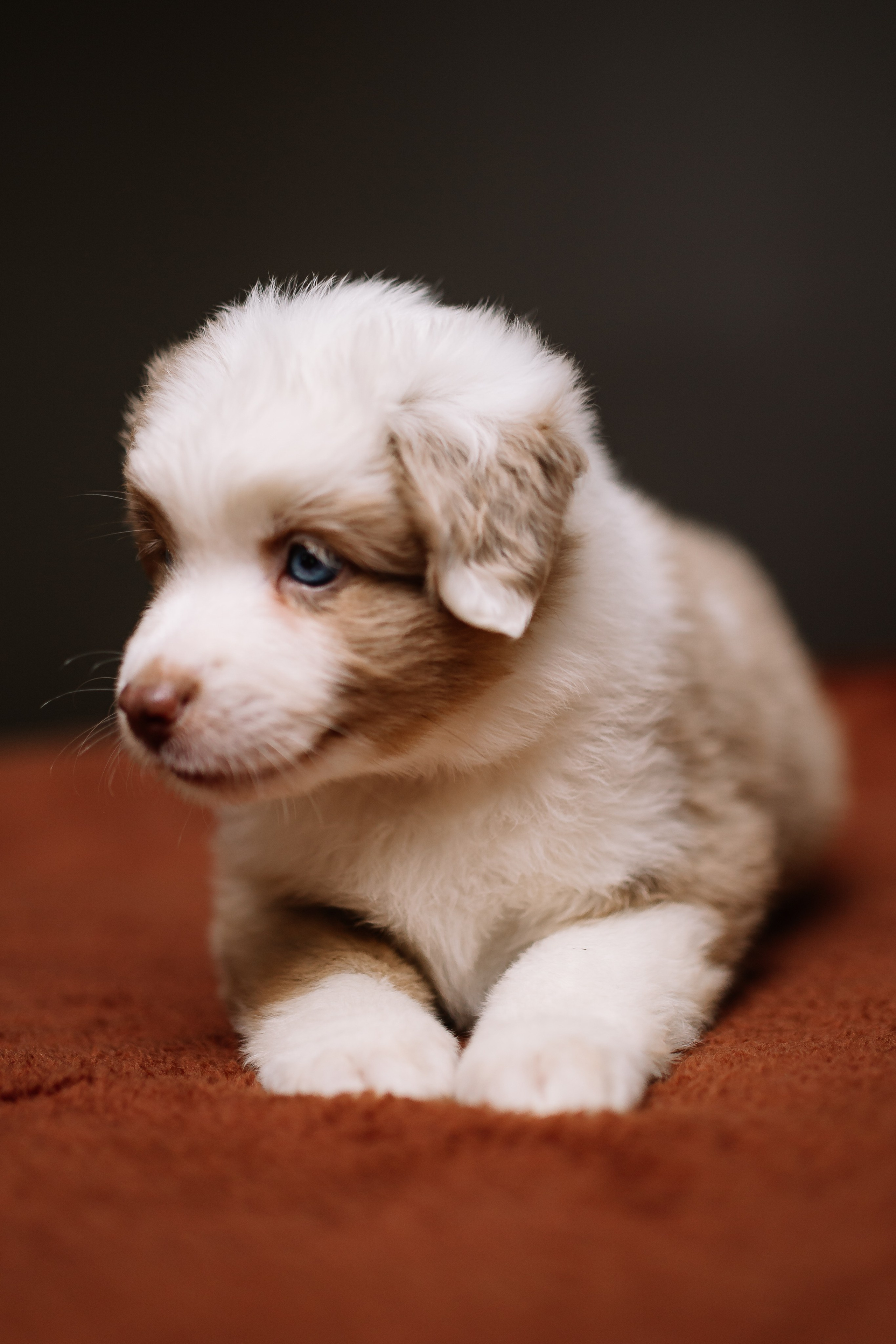 Щенки Миниатюрной американской овчарки. В студии. Фотограф Александра Кузнецова