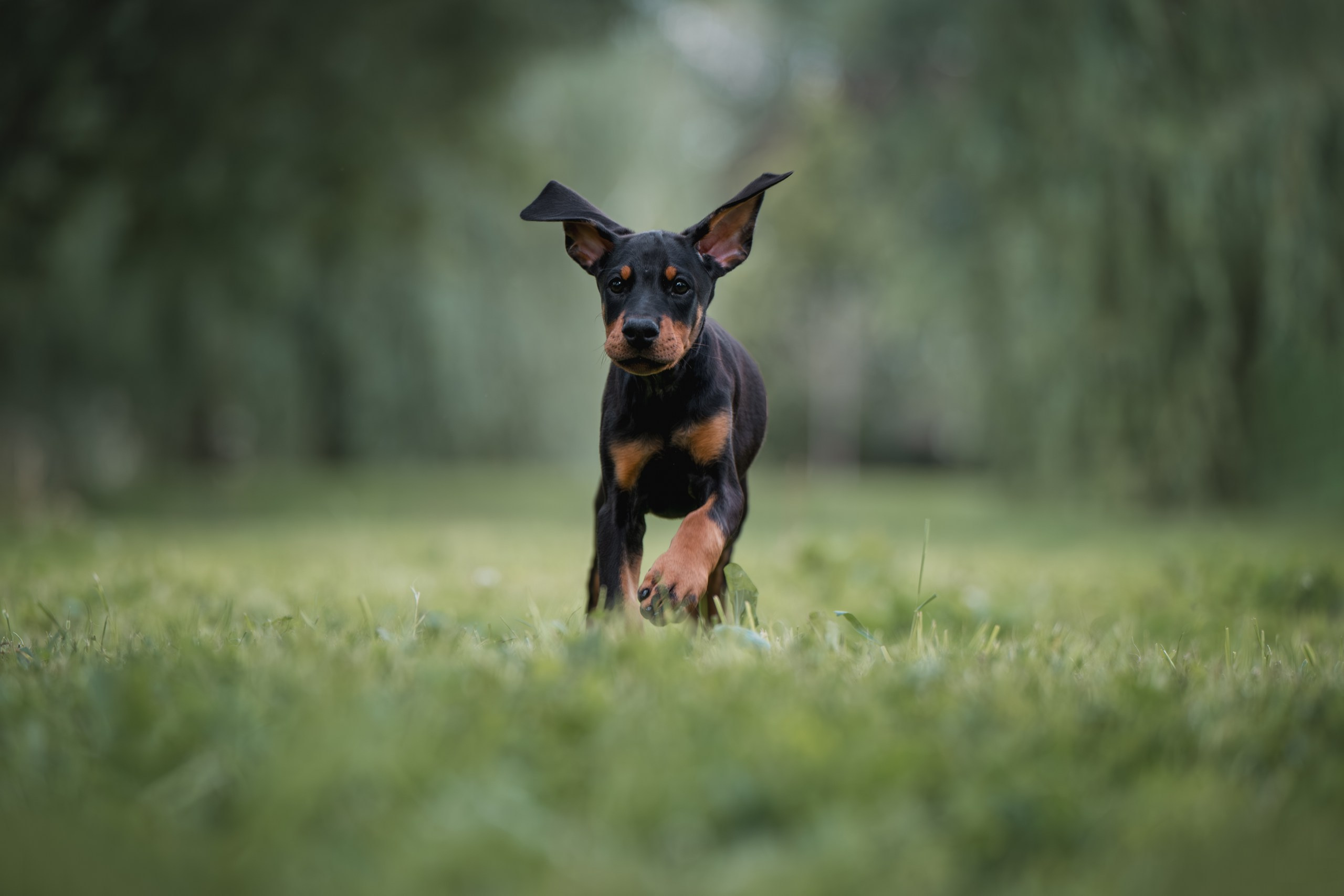Щенки Доберманов. Фотограф Анималист в Москве Анастасия Жучкова
