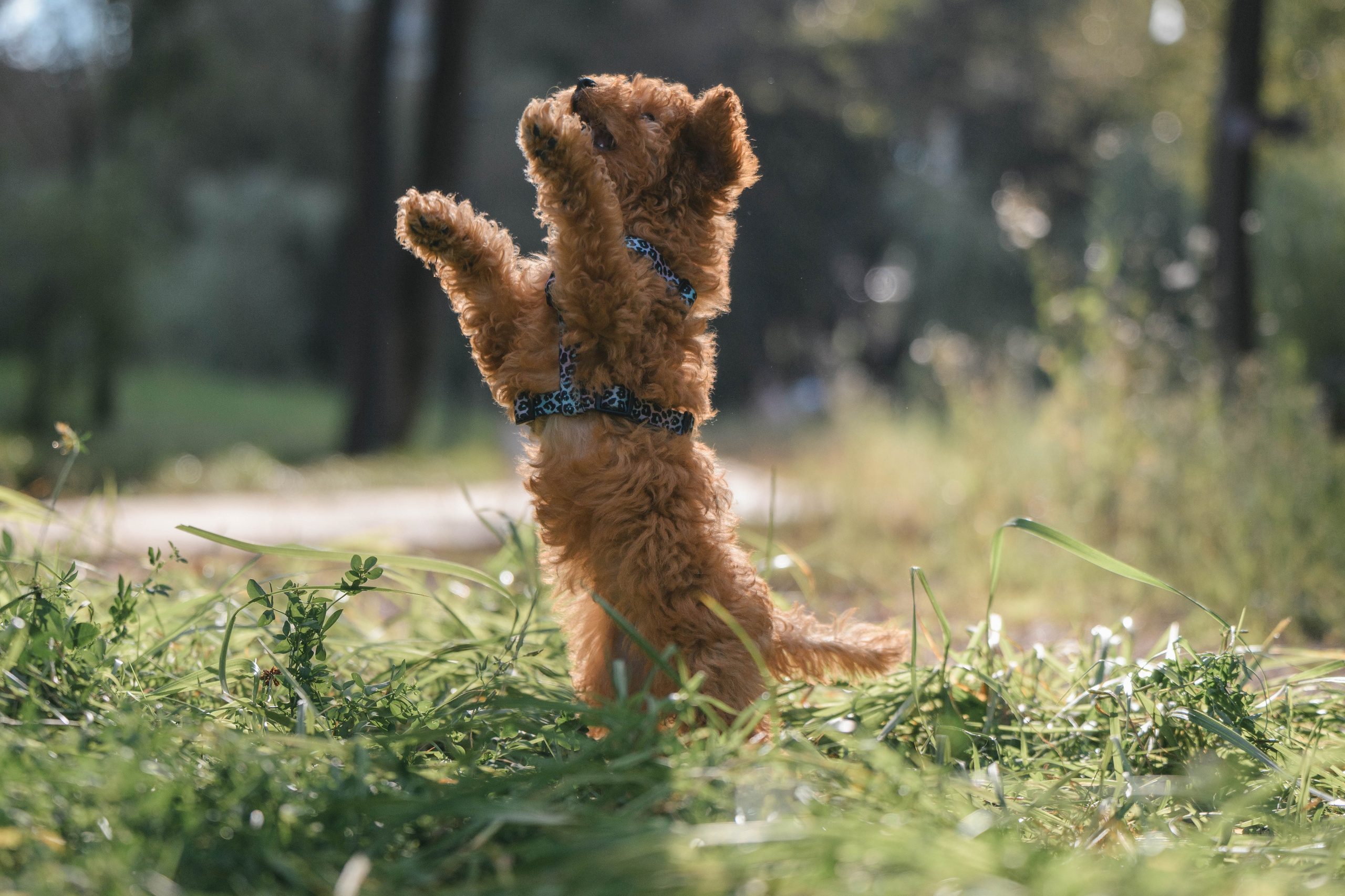 Щенок той-пуделя. Фотограф Анималист в Москве Анастасия Жучкова