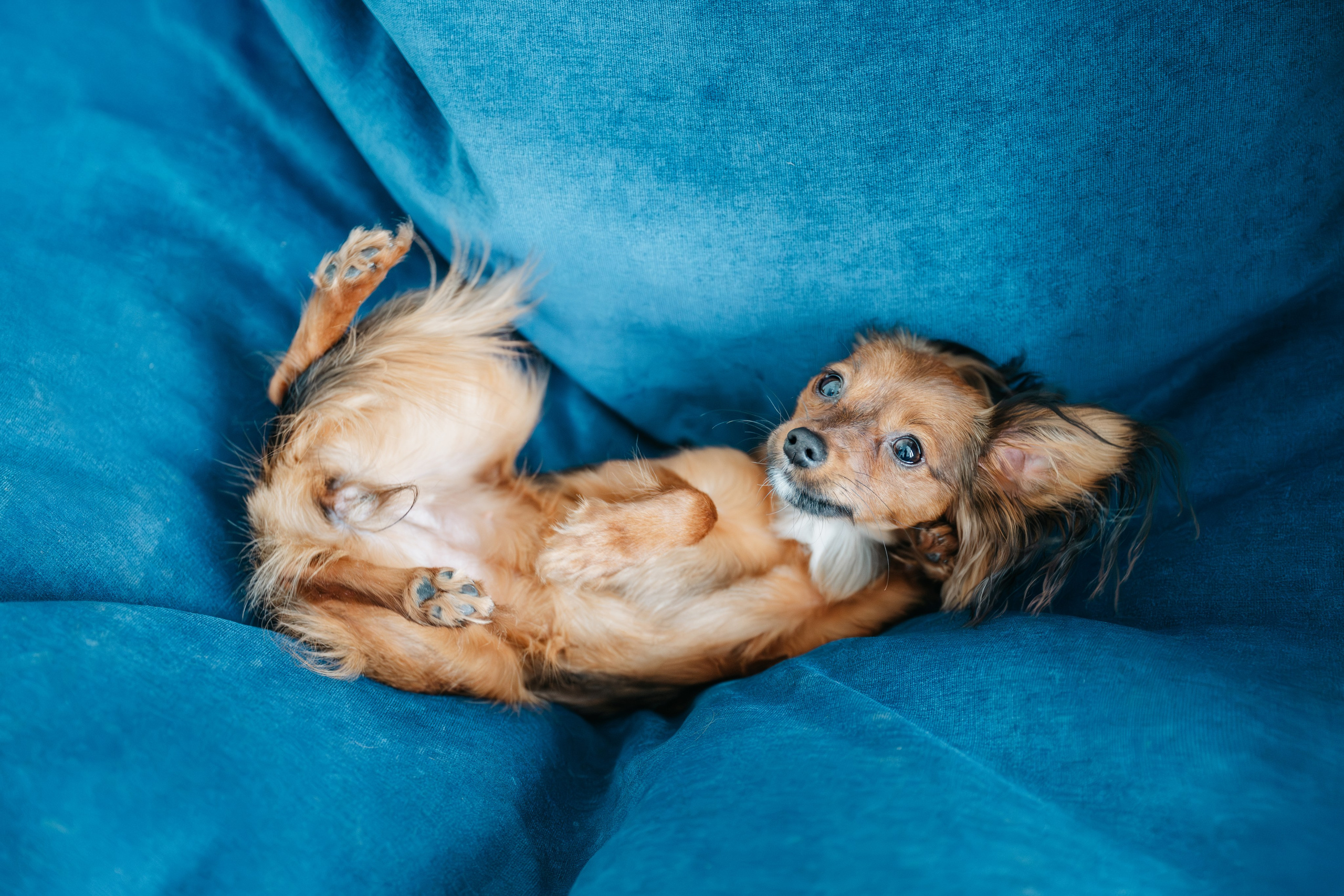 Домашняя съемка. Фотограф Анималист в Москве Анастасия Жучкова