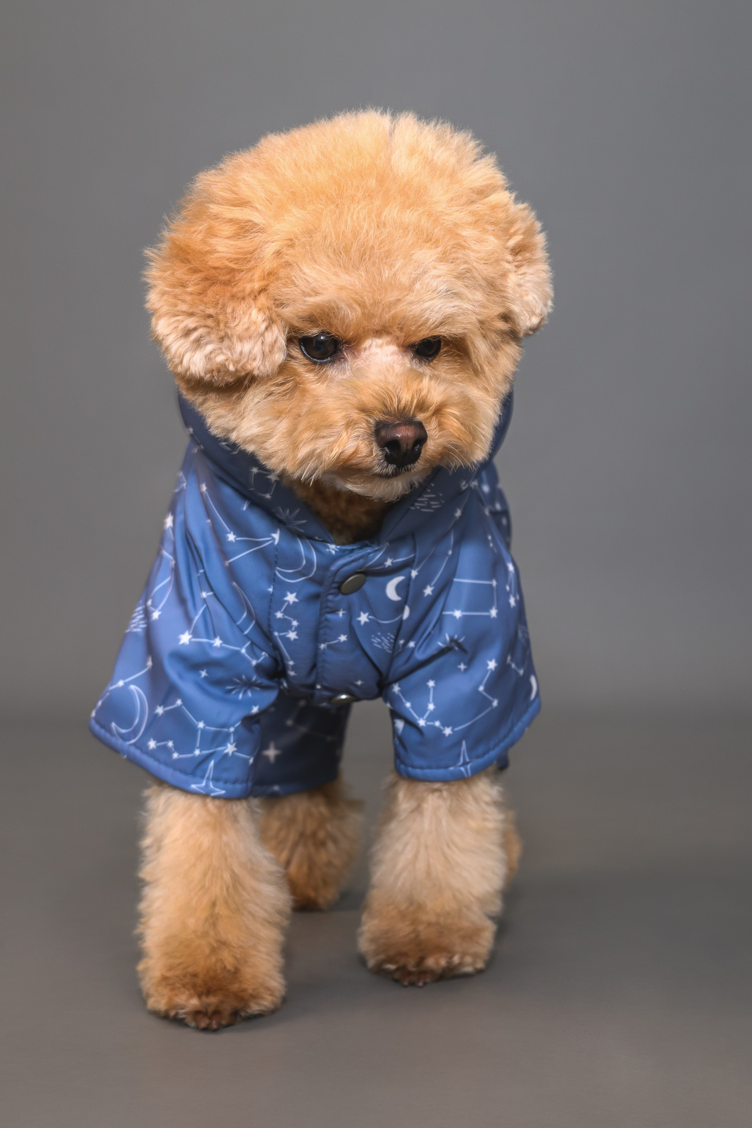 Пудель. Фотограф Анималист в Москве Анастасия Жучкова