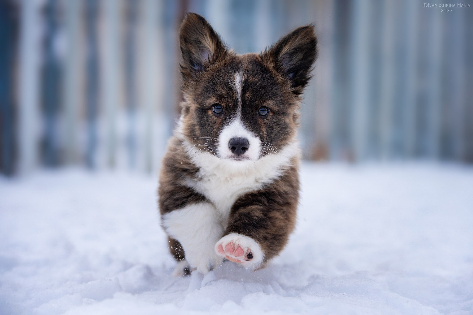 Фотосессия щенков на продажу. Фотограф собак в Москве и Московской области Иванушкина Мария