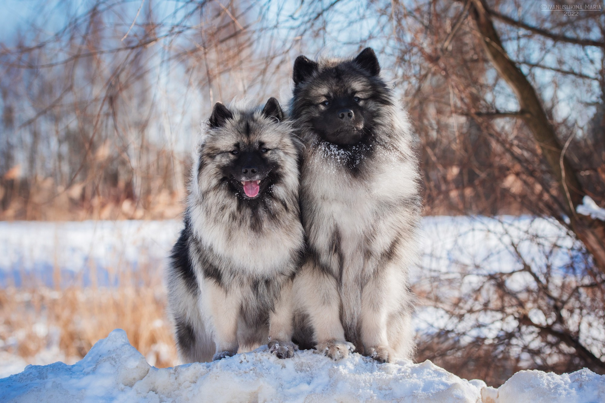 Фотограф-анималист. Фотограф собак в Москве и Московской области Иванушкина Мария