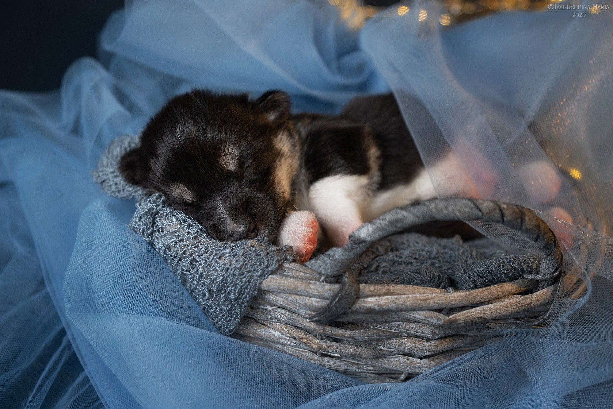 Ньюборн фотосессия щенков. Фотограф собак в Москве и Московской области Иванушкина Мария