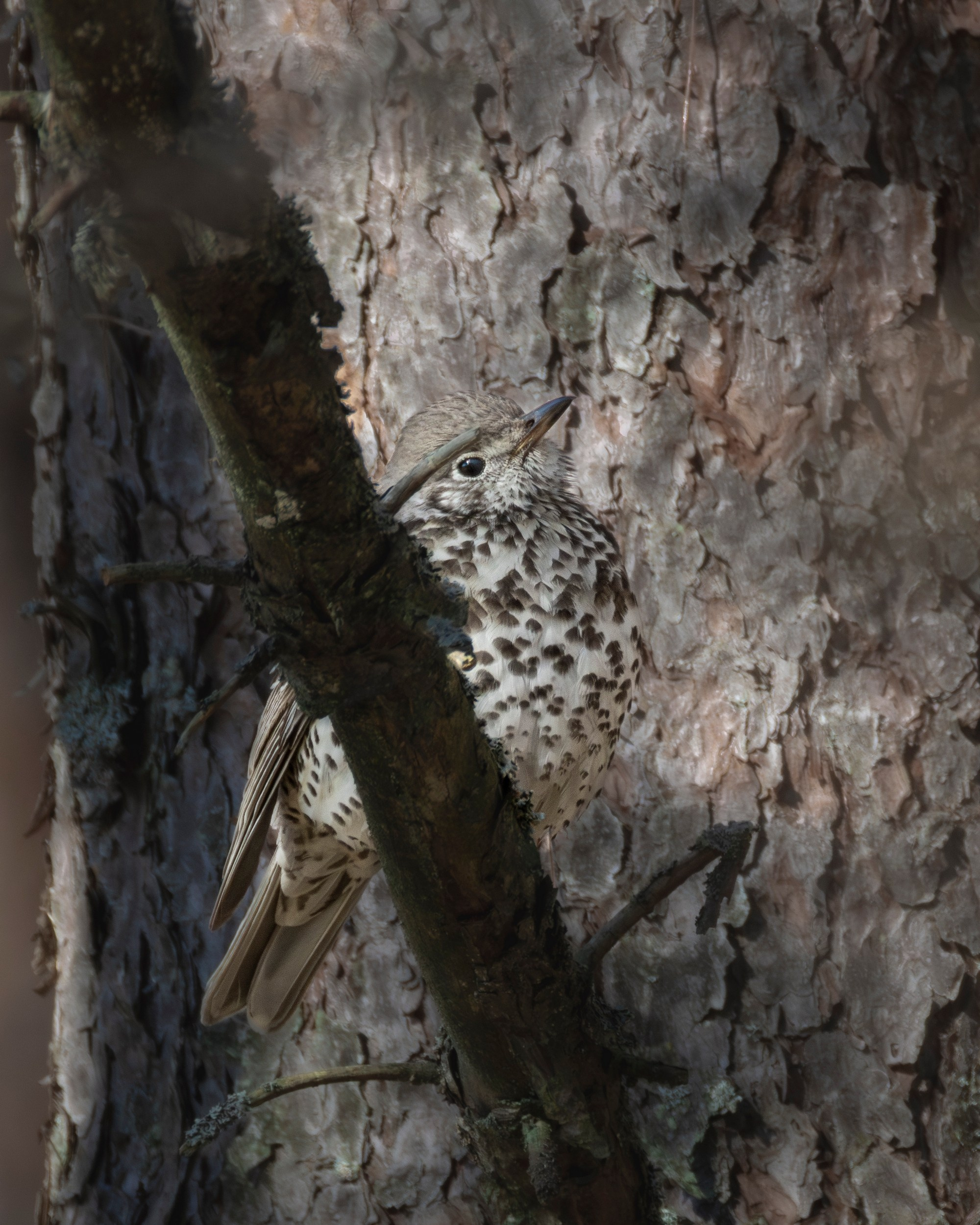 Дрозд деряба сидит на ветке сосны