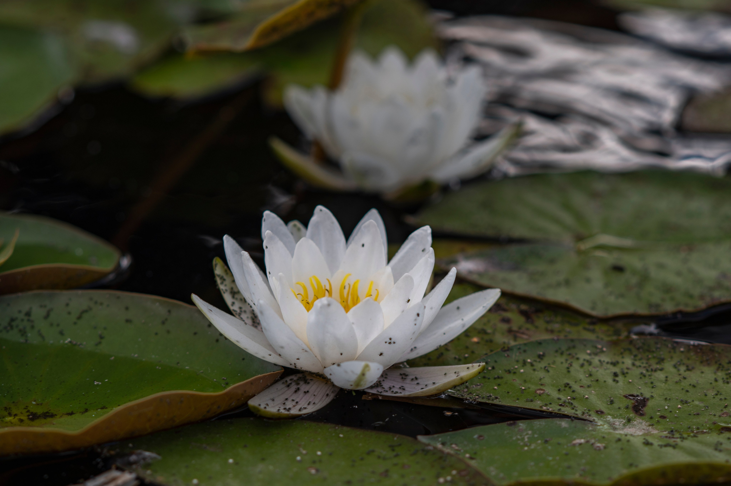 Муром. Сентябрь 2022. Фотограф Роман Адлер