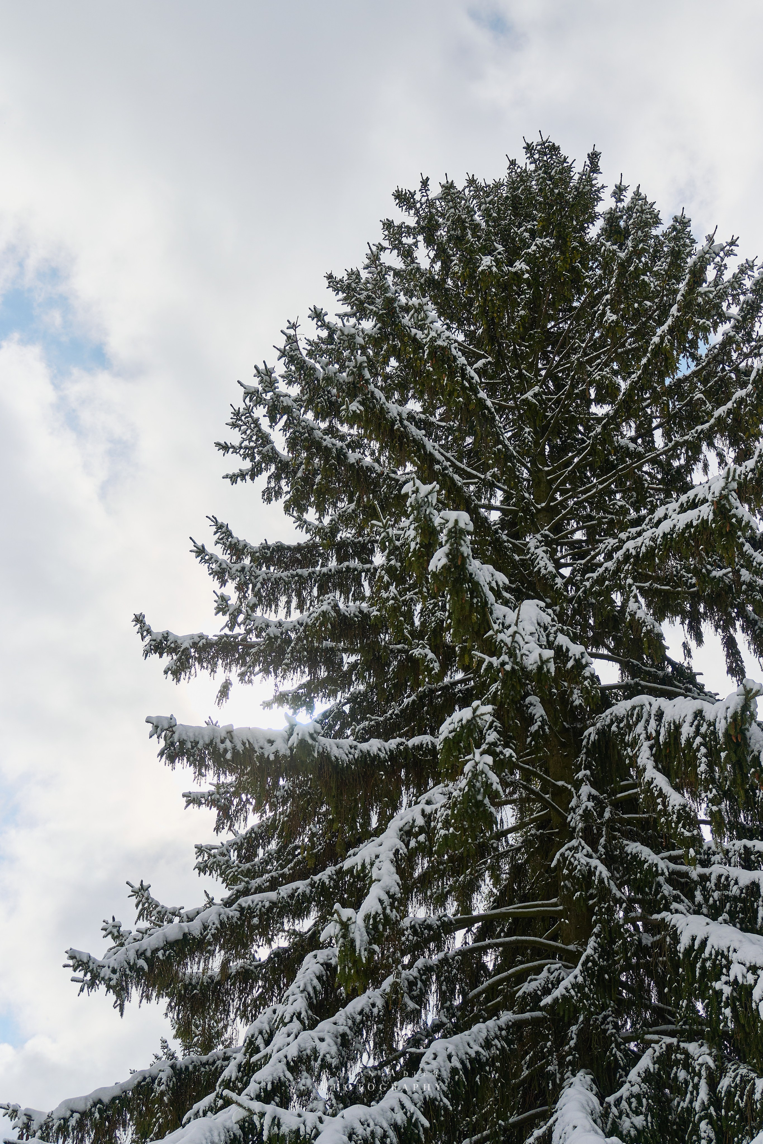 Апрельский снег. Москва 2025. Фотограф Роман Адлер