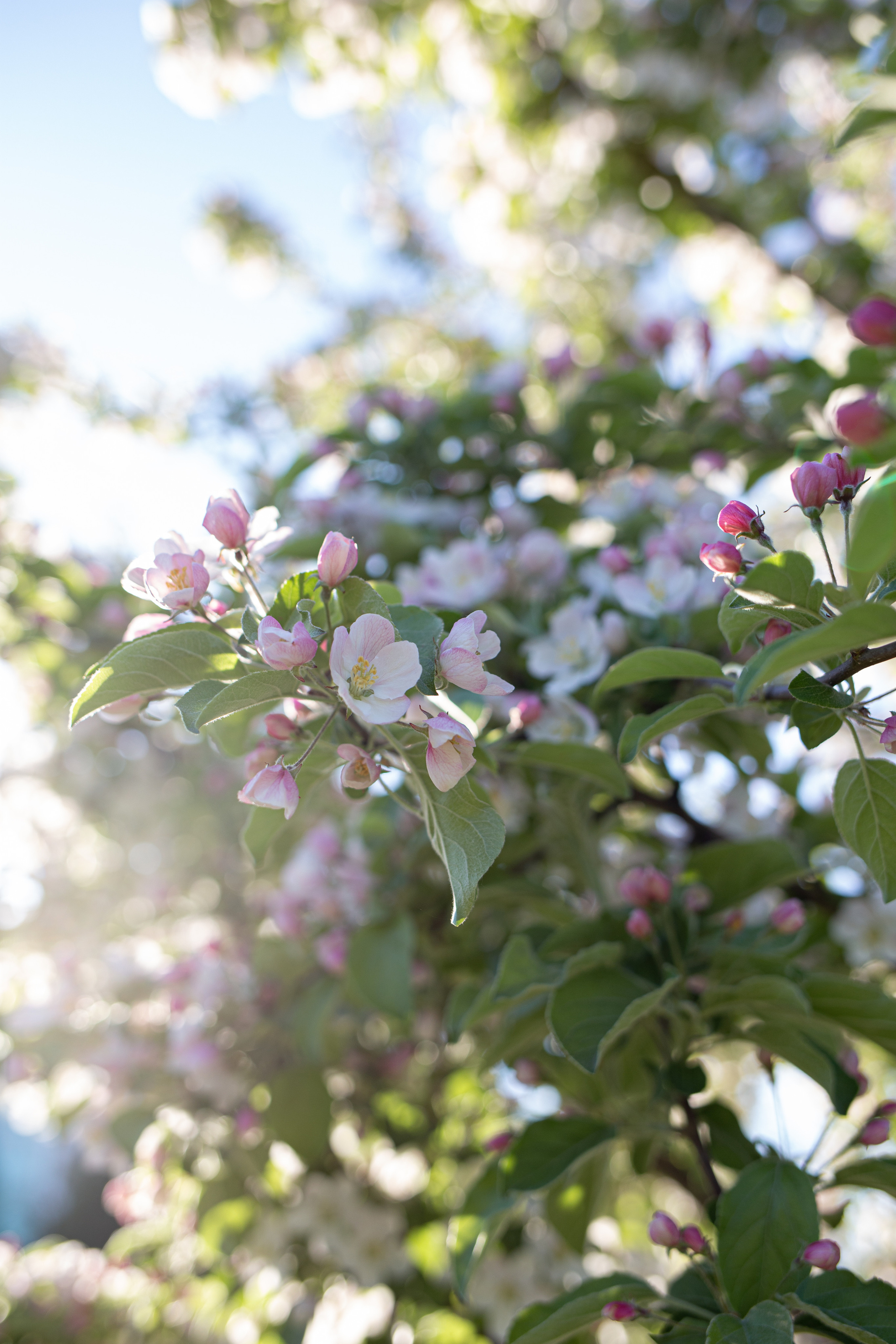 Цветение. Главная